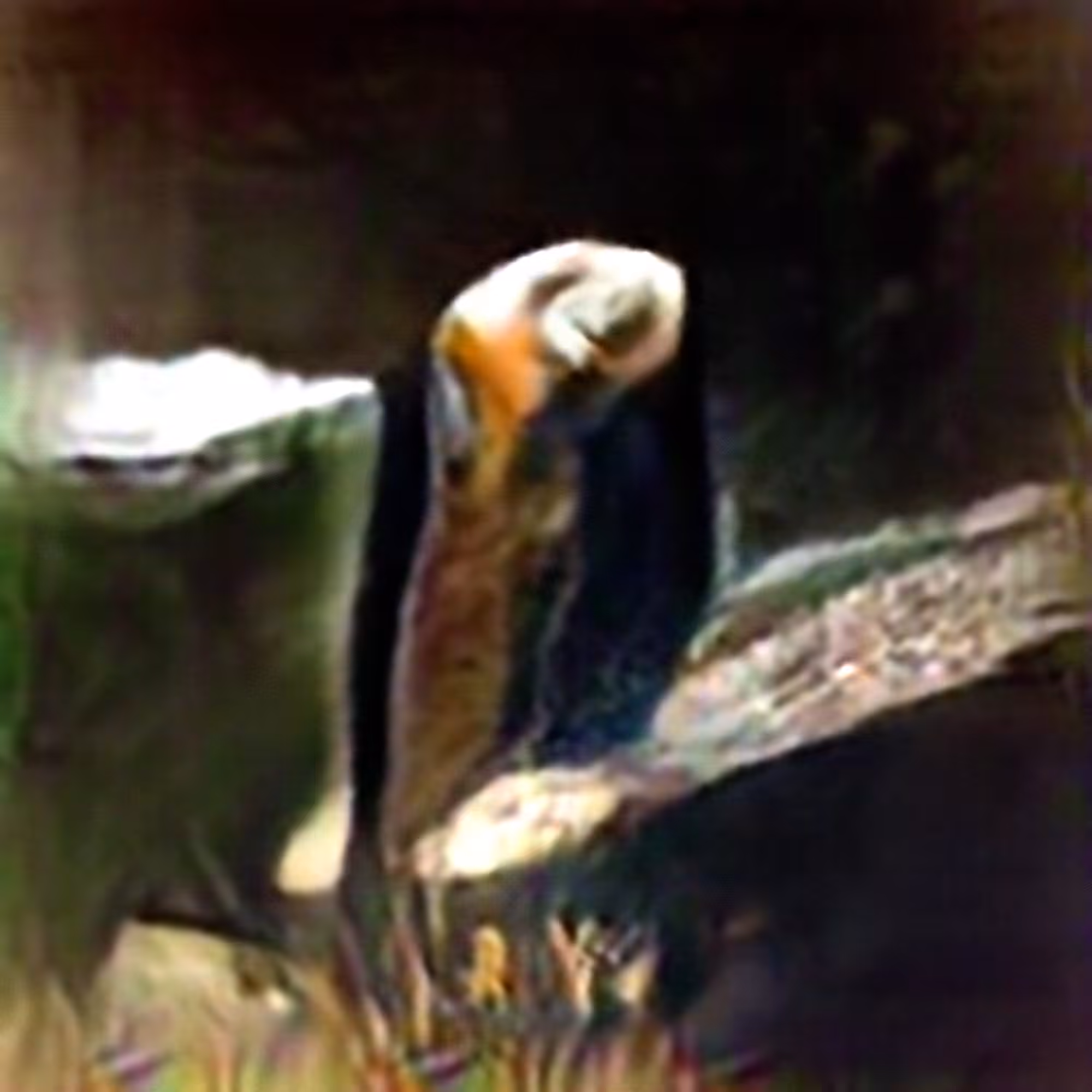 Barn Owl #1 (Corpus: American Predators)