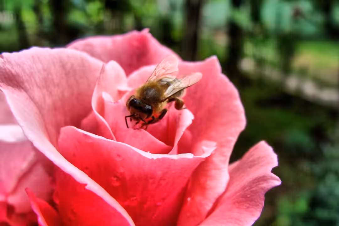 bzz rose