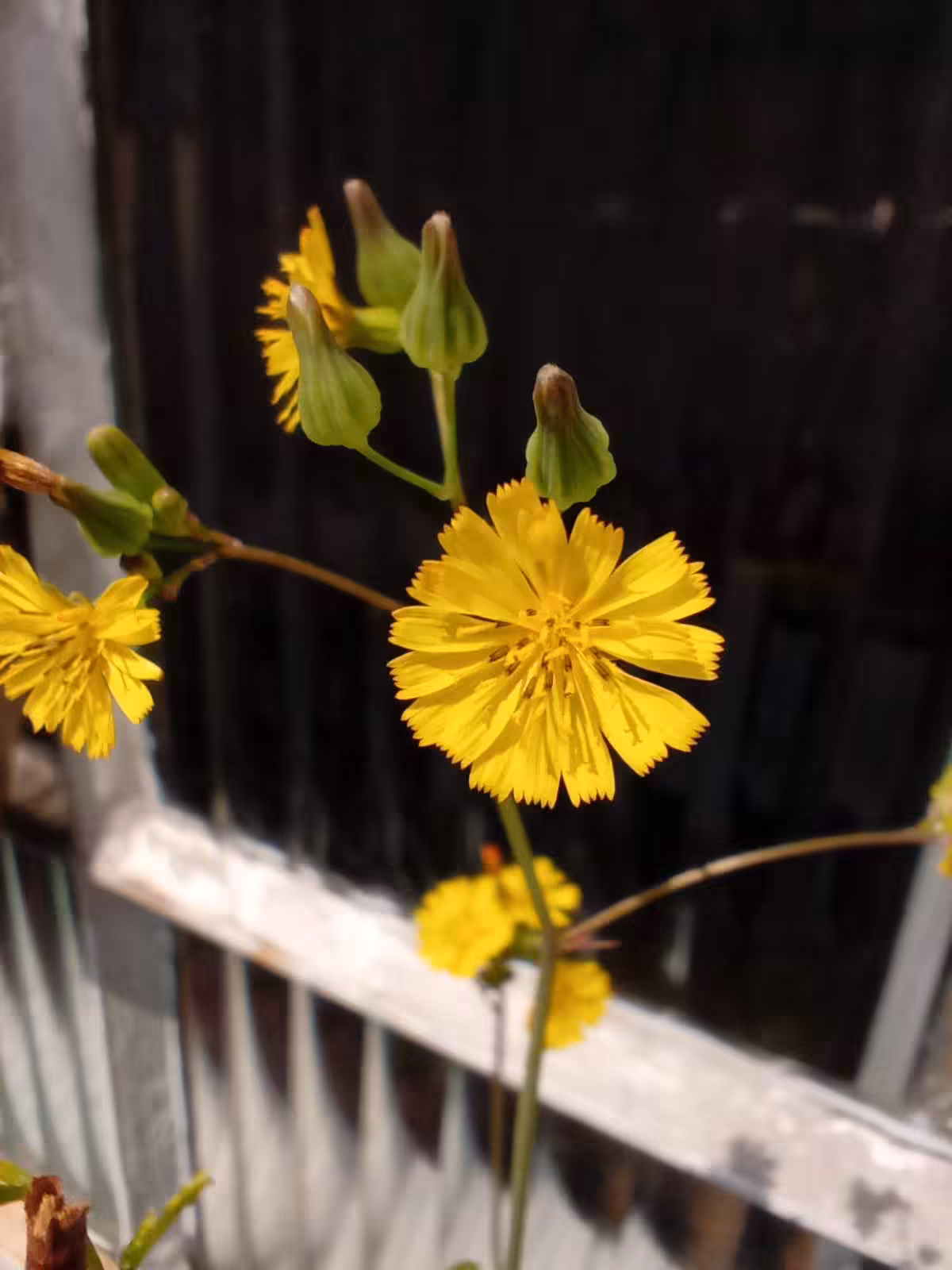 Youngia Japonica (OP)