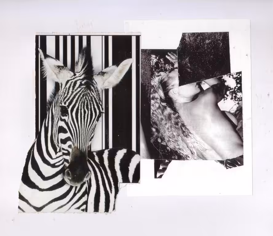 Zebras