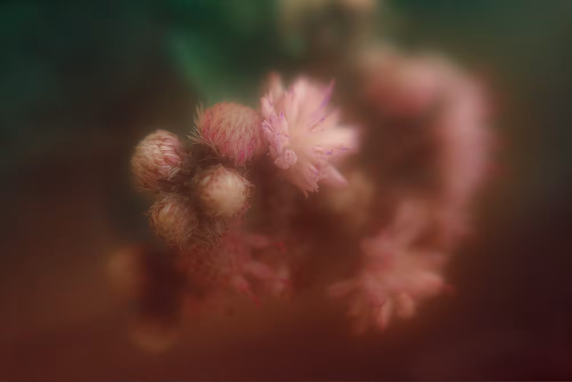 bloom.2
