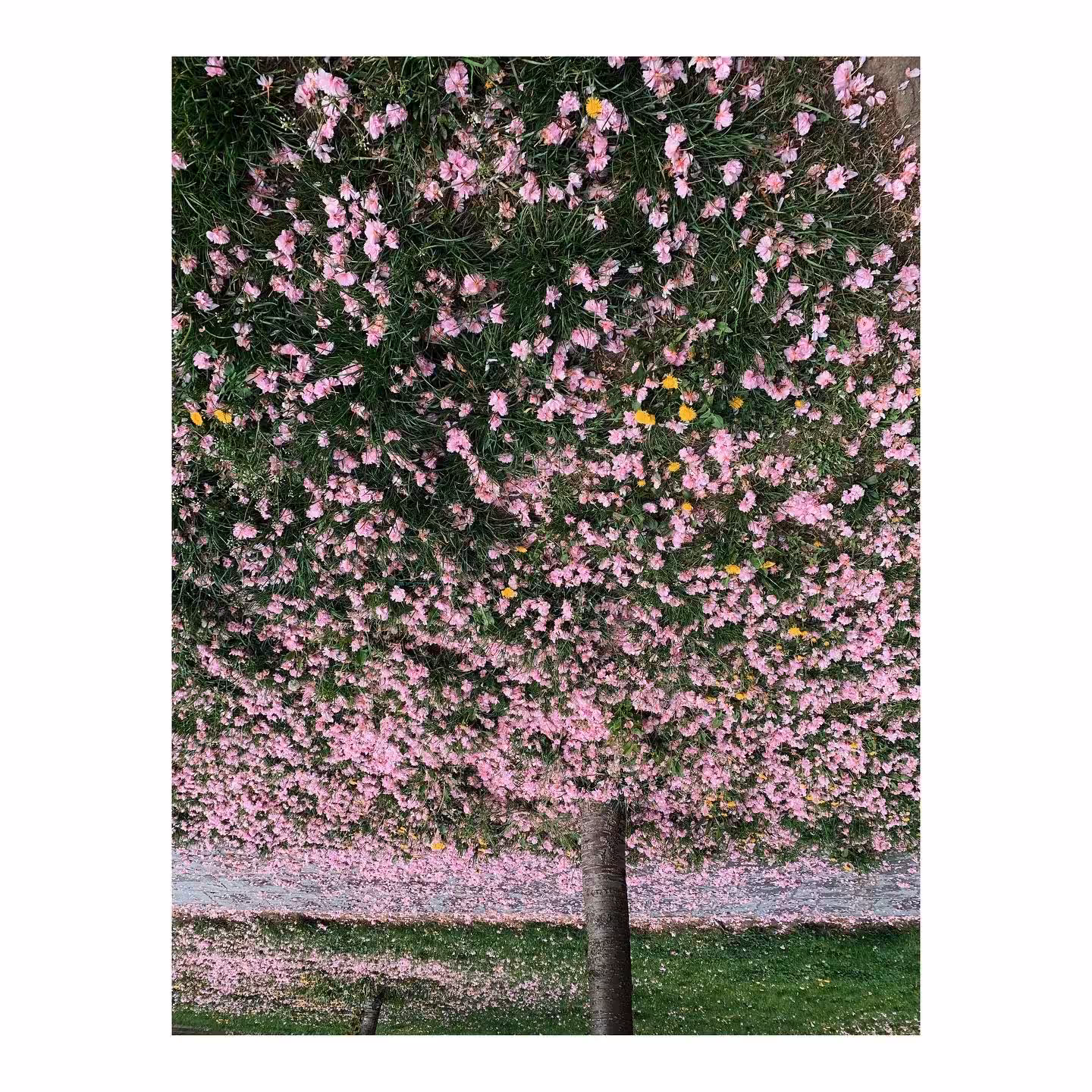 Blossom upside down 