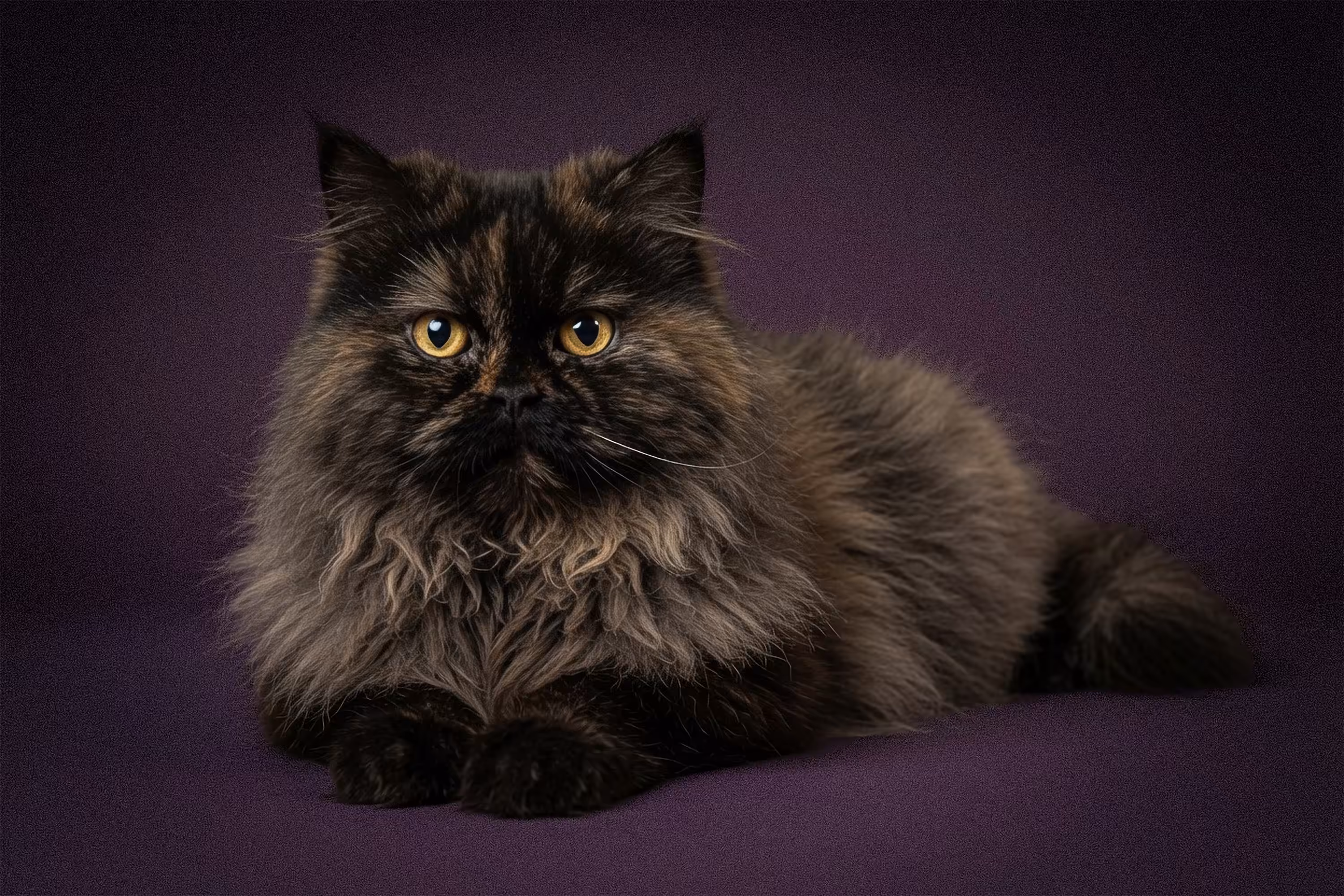 Left Behind by Dreams: Timeless Portrait of a Beloved Persian Queen