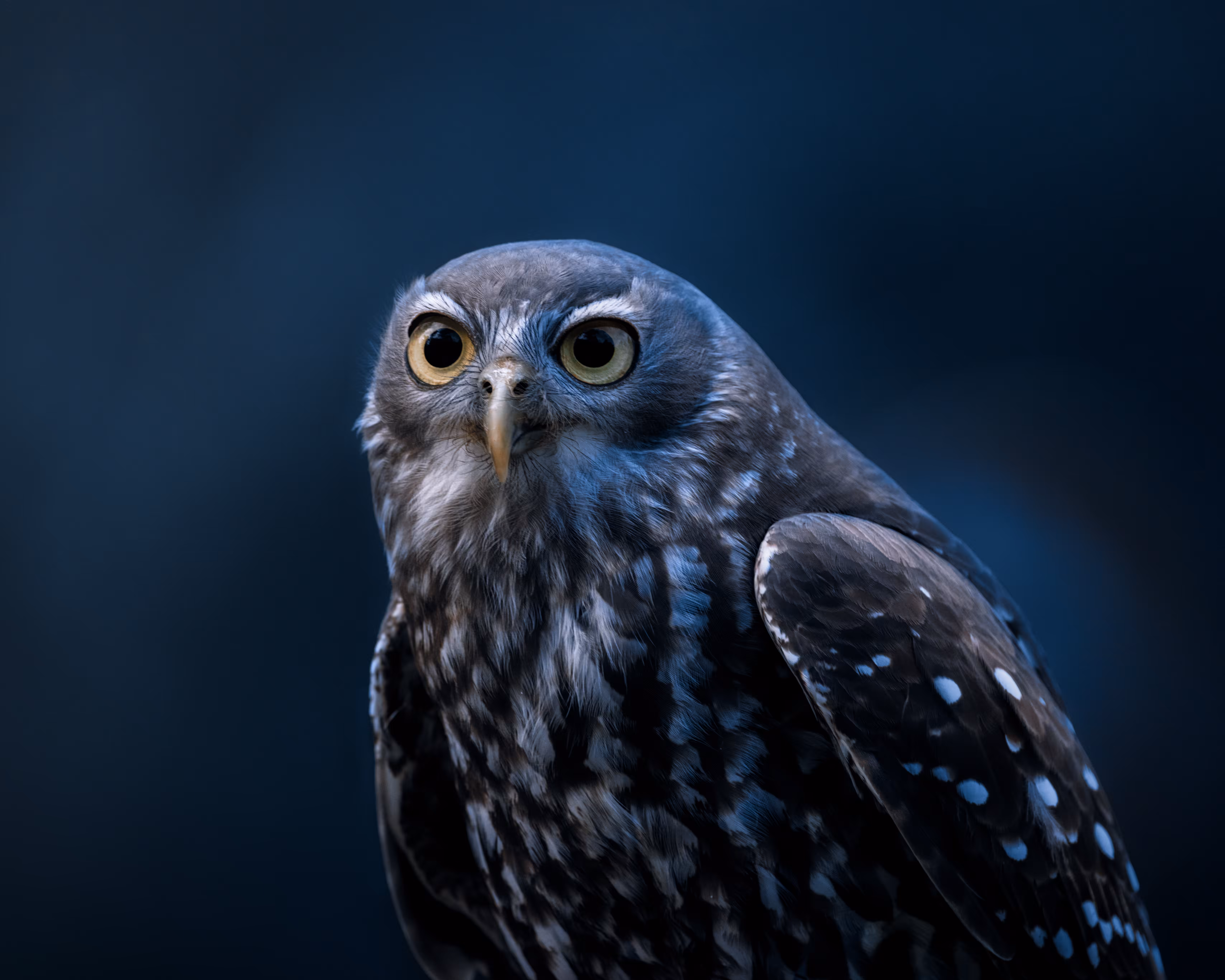 Barking owl #1