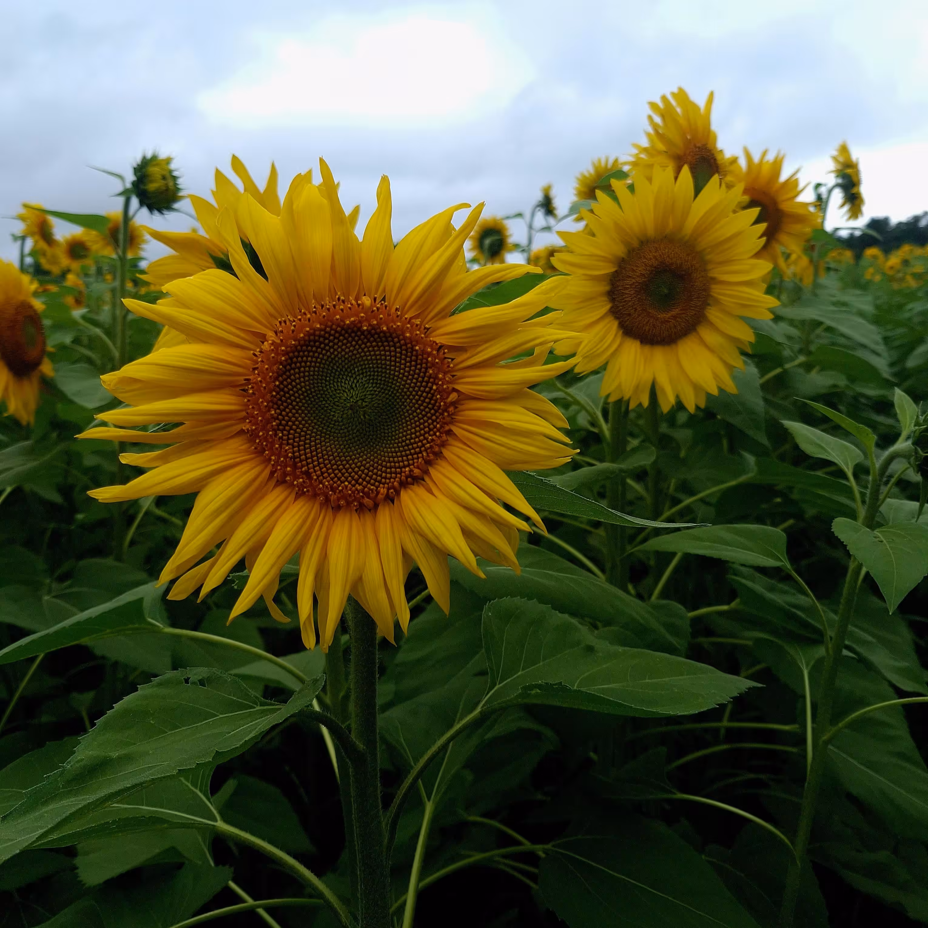 Vermont Sunflowers
