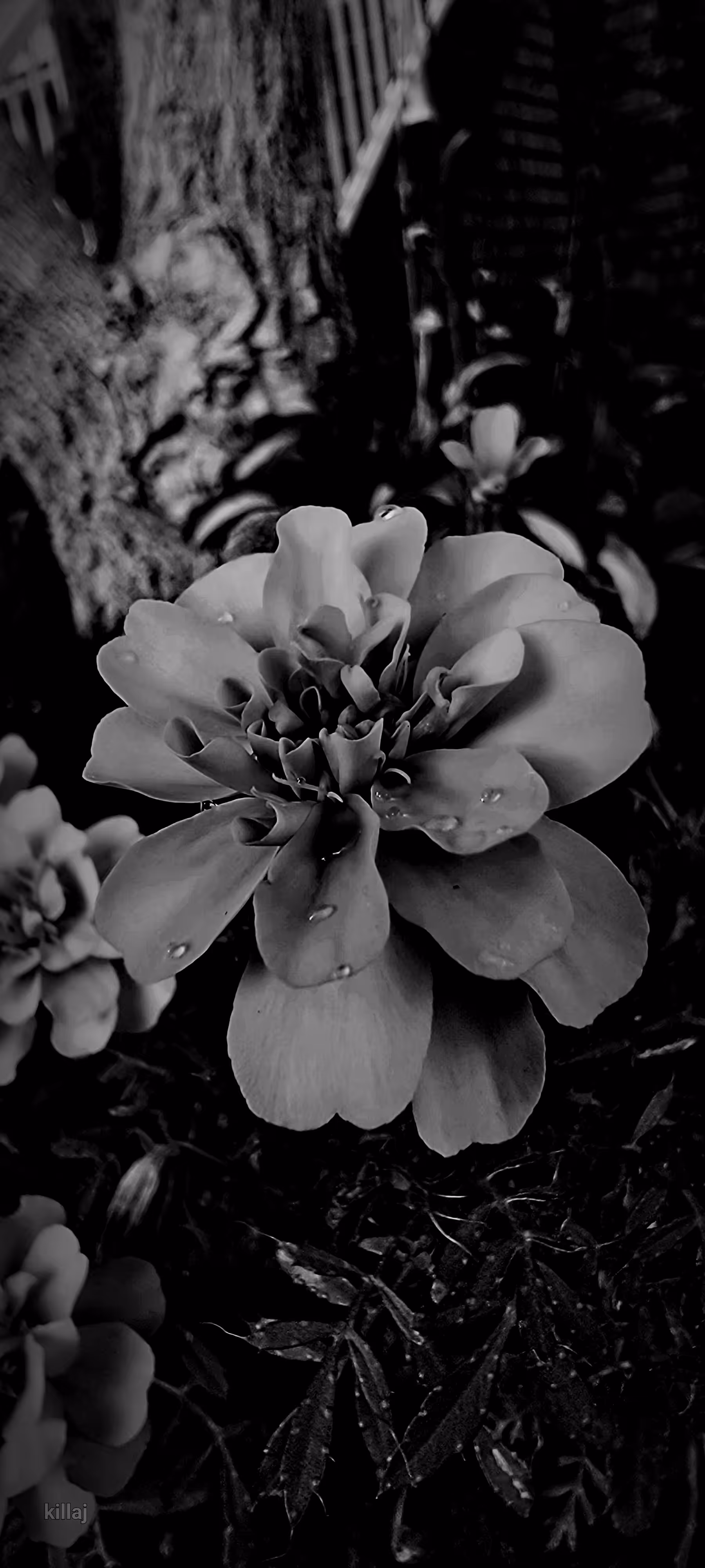 killaj photography art 
