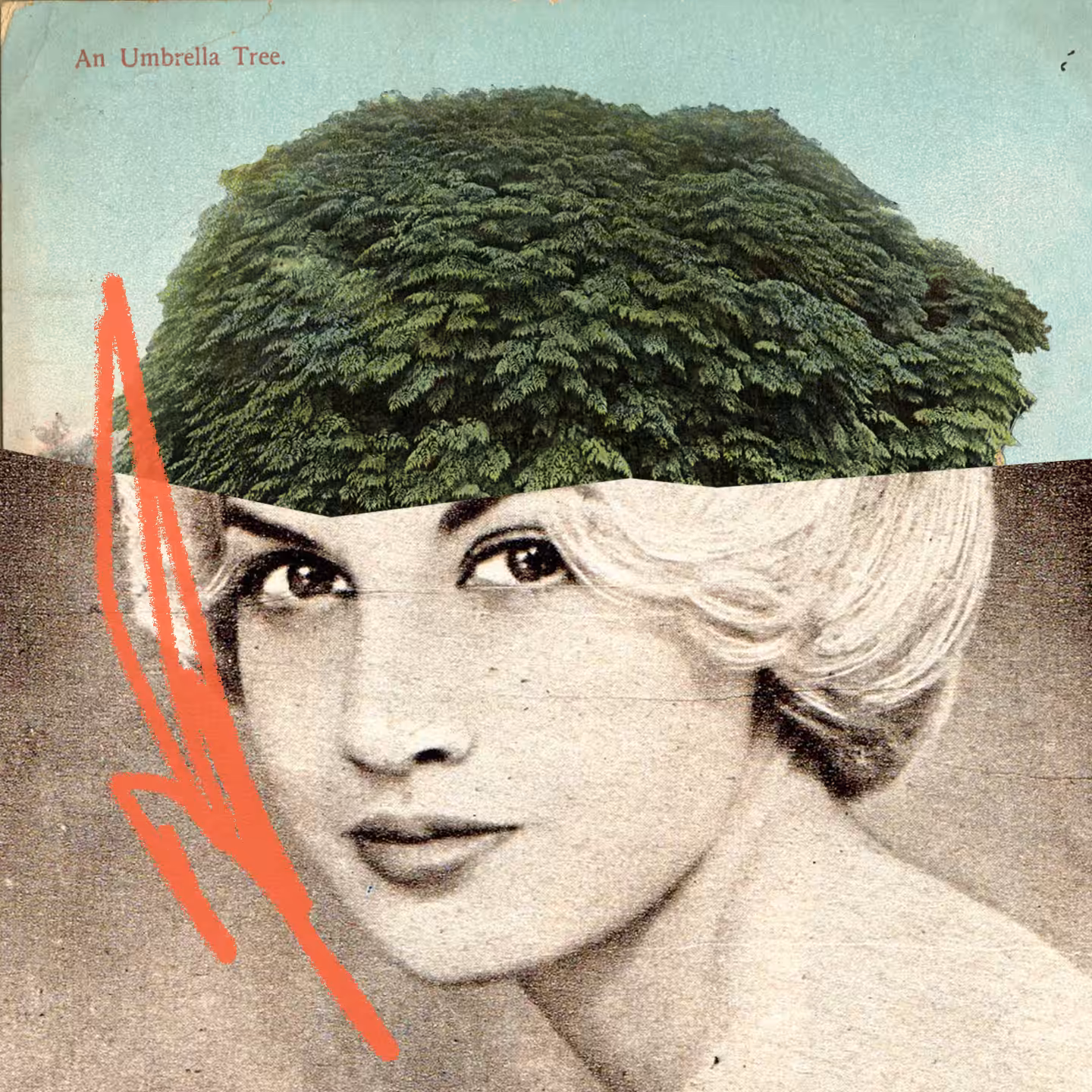 An Umbrella Tree