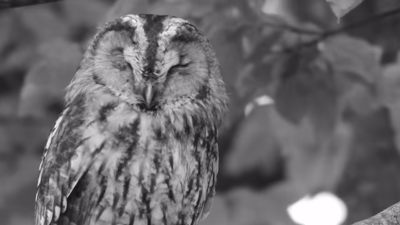 Tawny owl sleeping