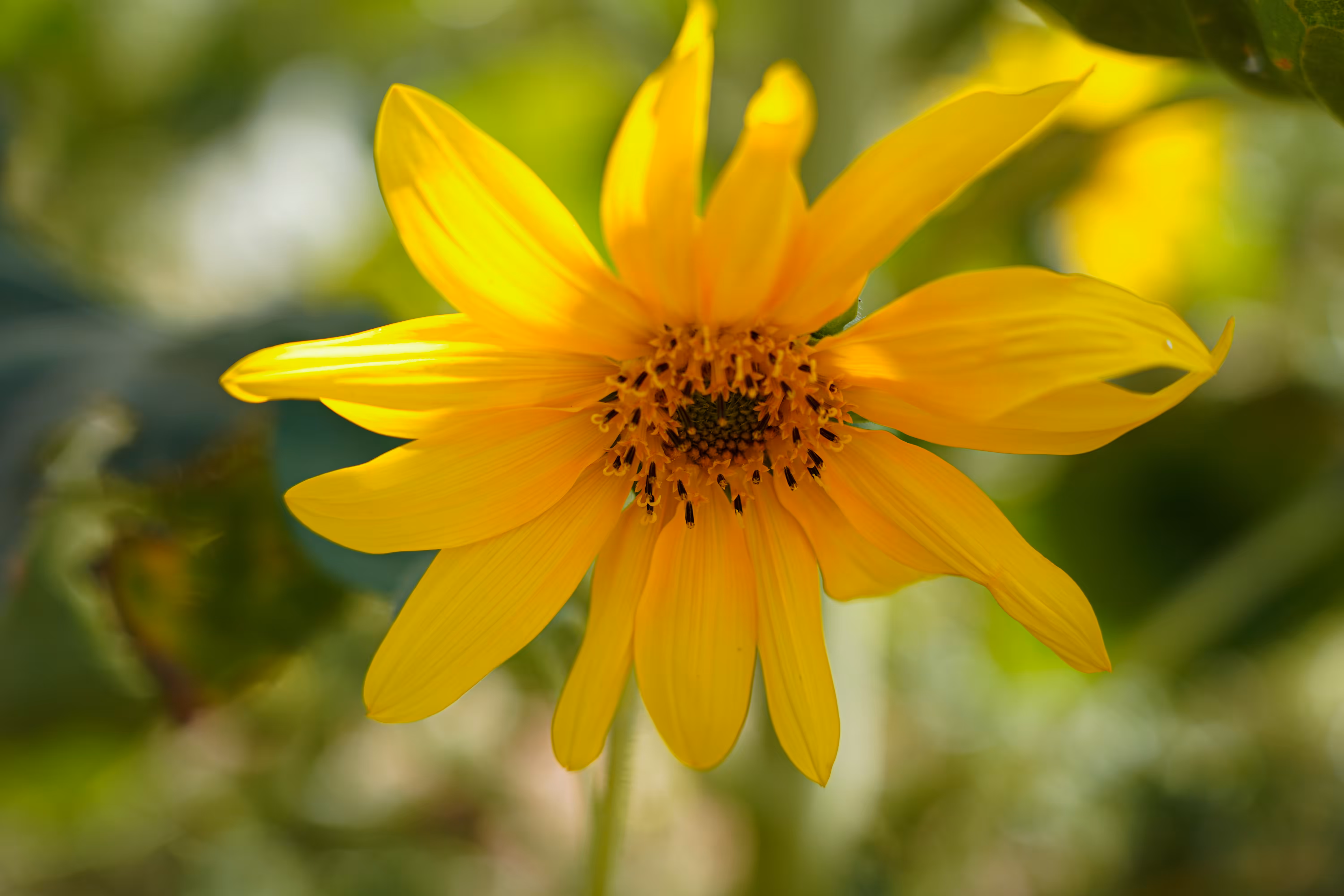 flowers: Dance of Light