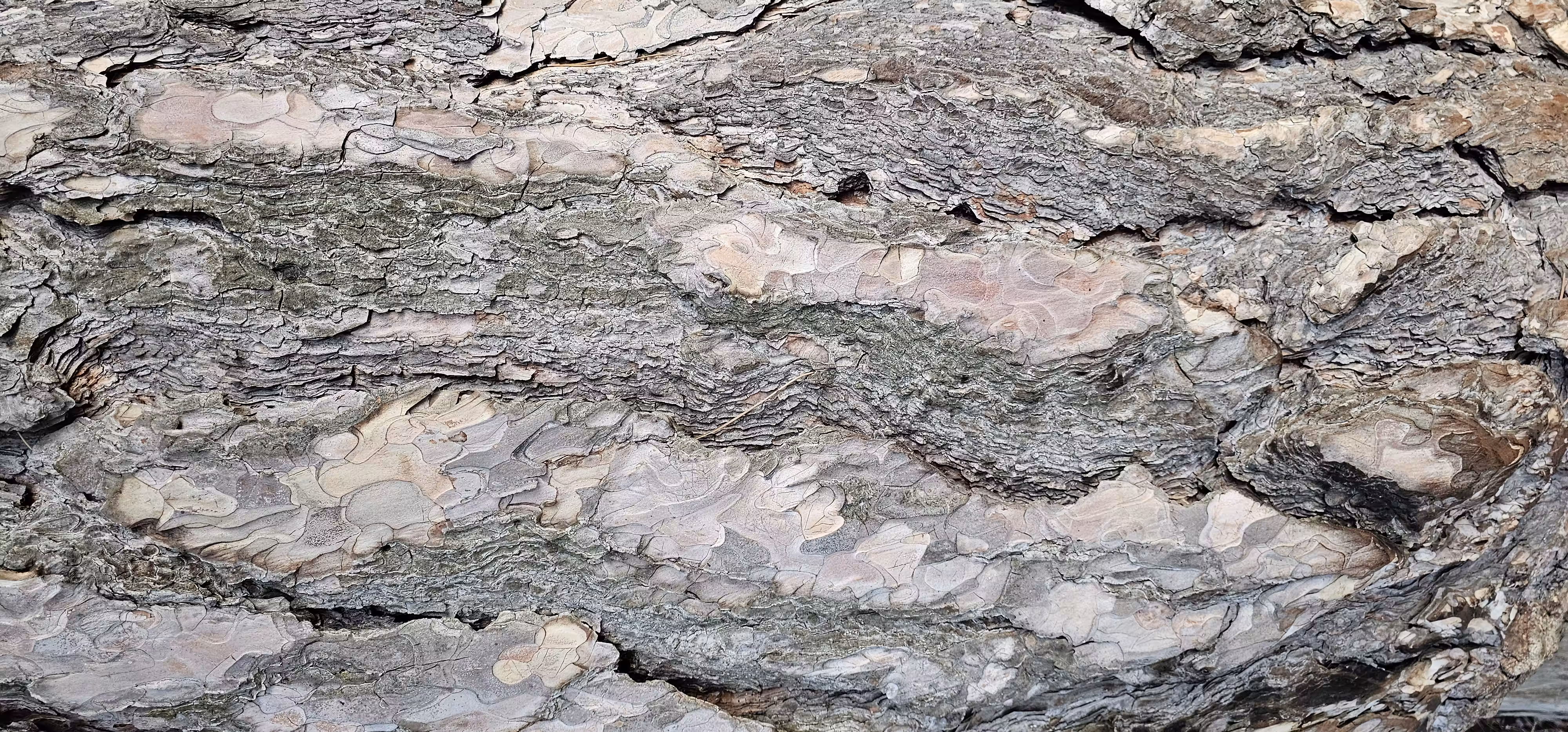 Bark