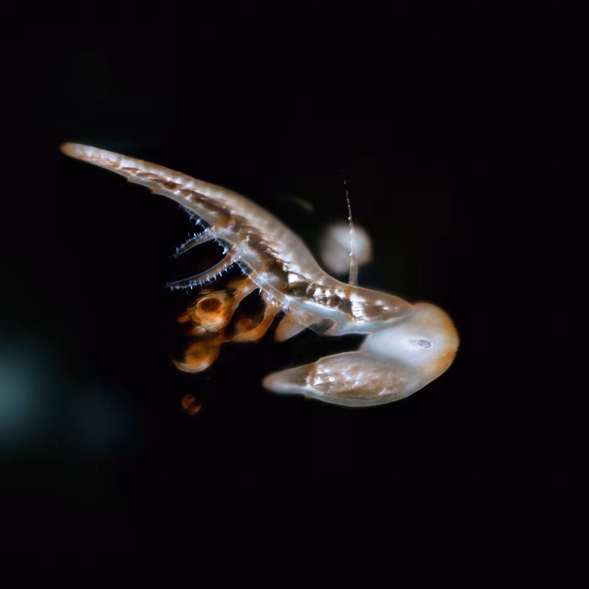 Sperma 21