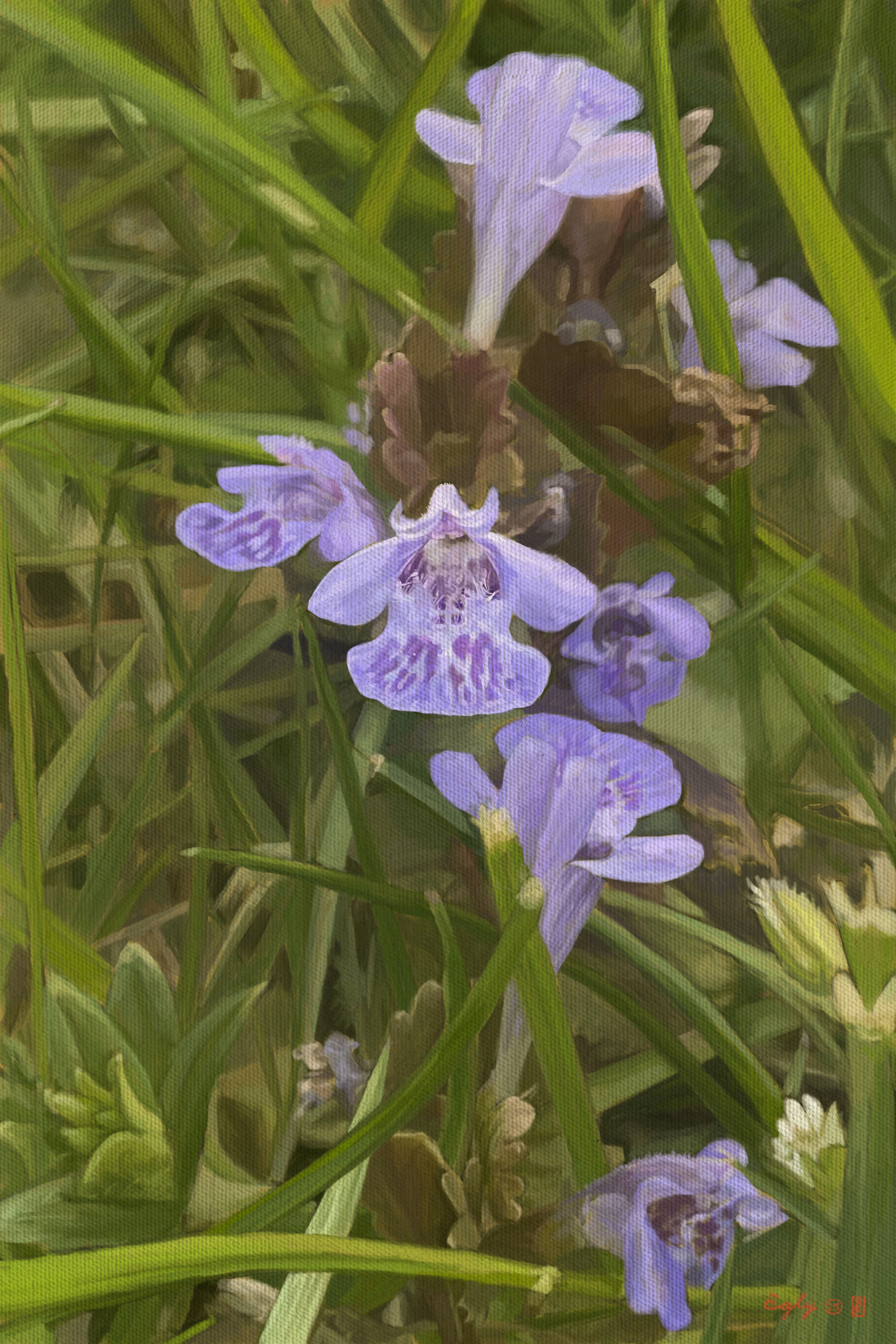 Henbit 