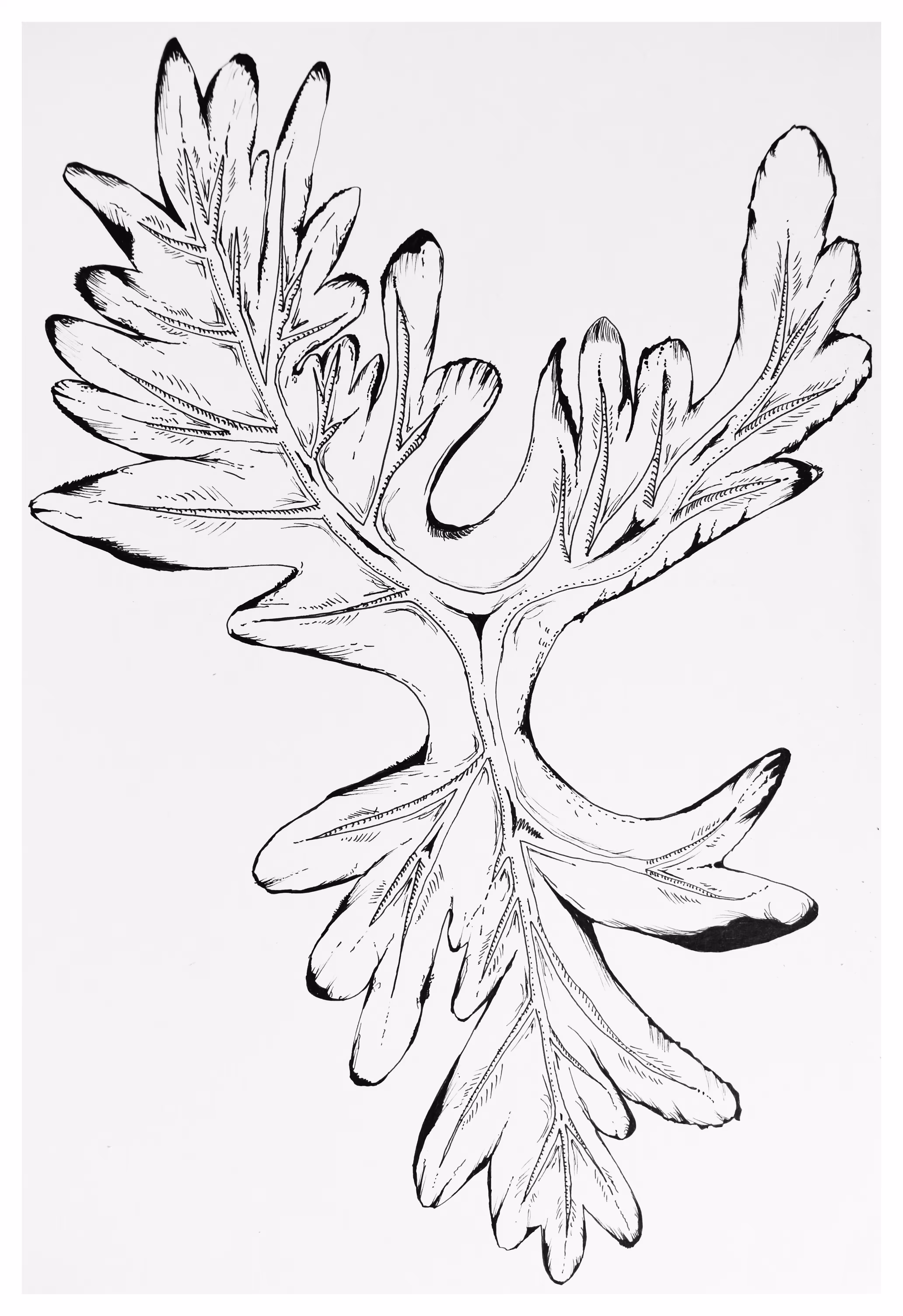 Leafy Leafy
