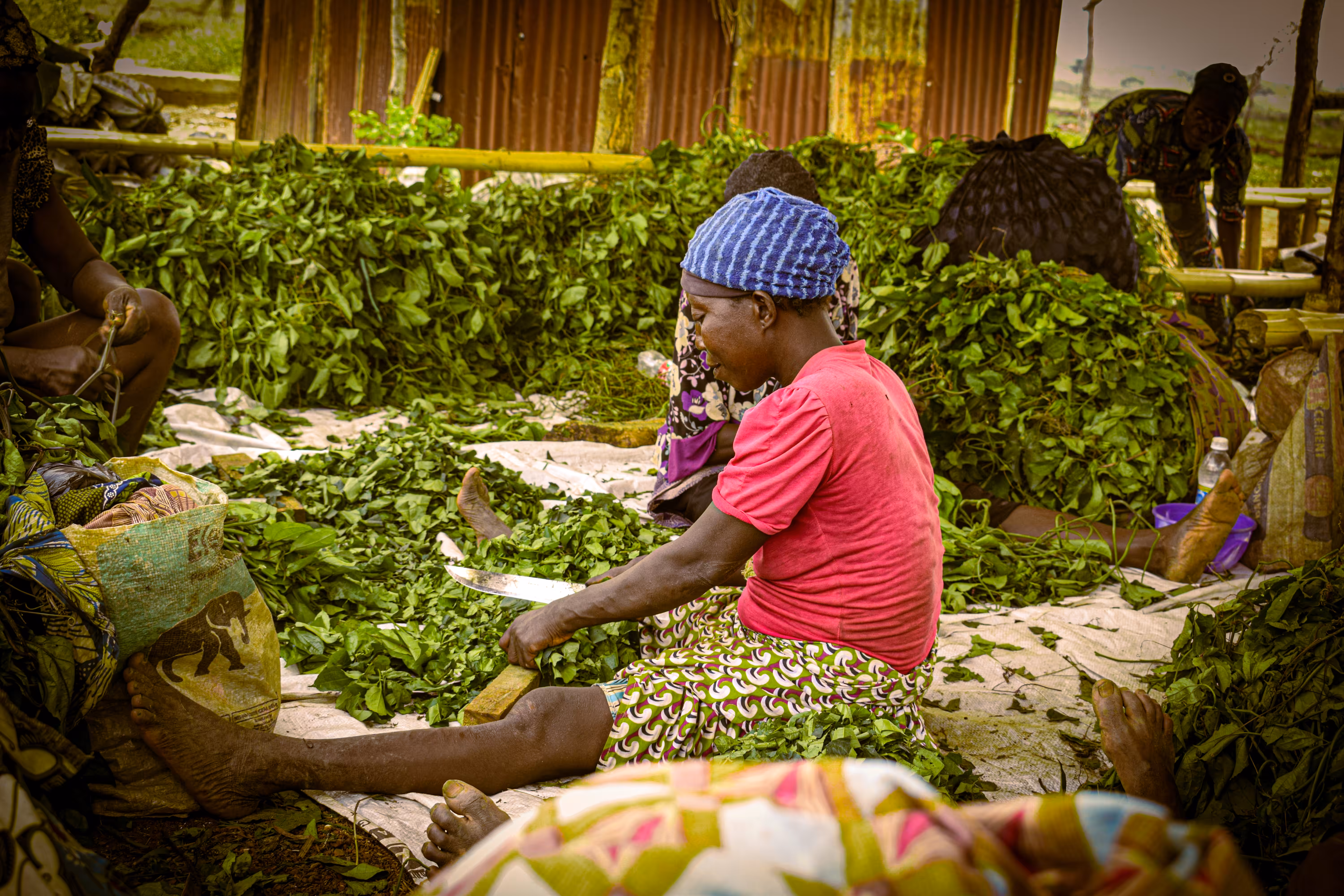 The Matriarchs of the Harvest III