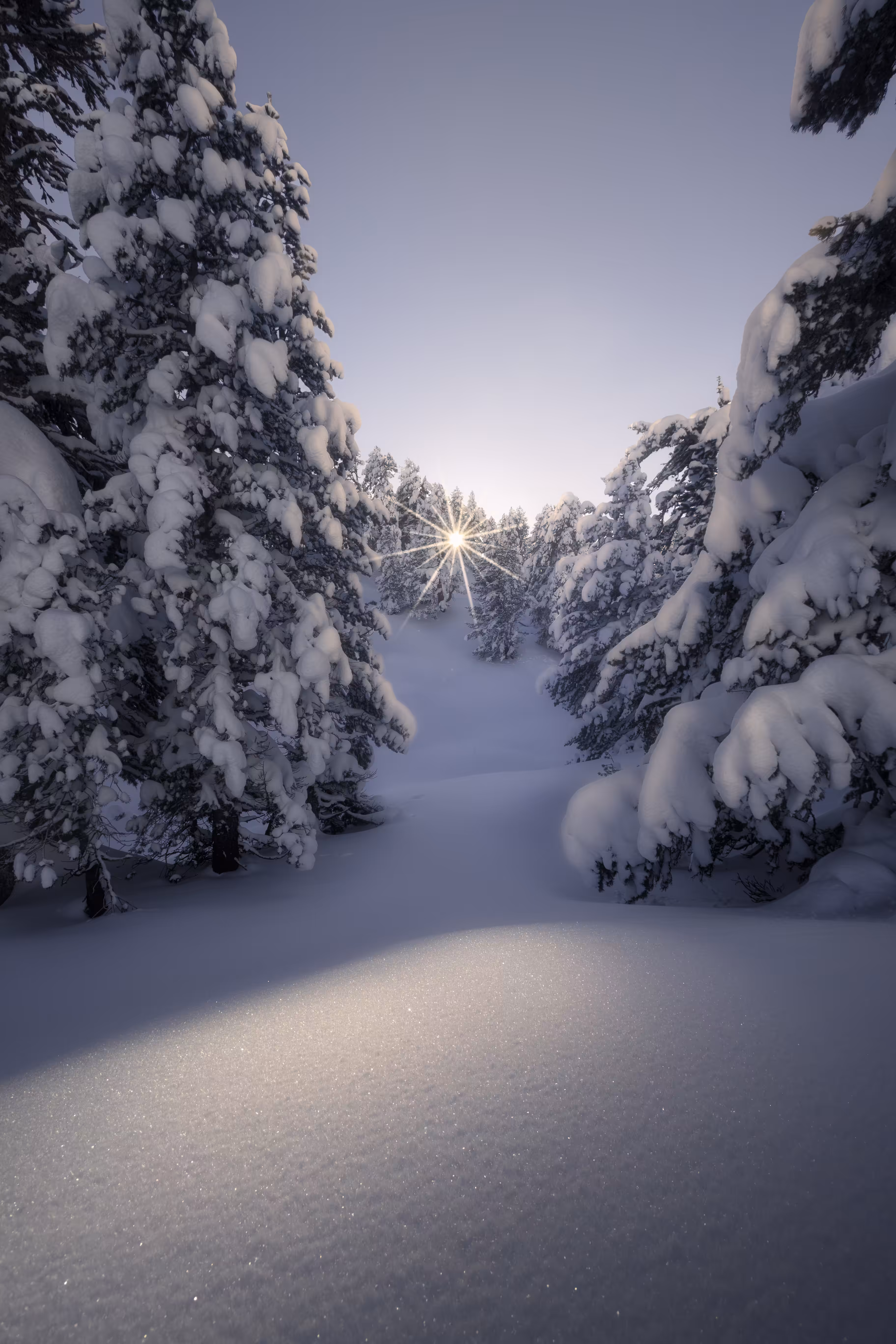 WILDLIFE LANDSCAPES