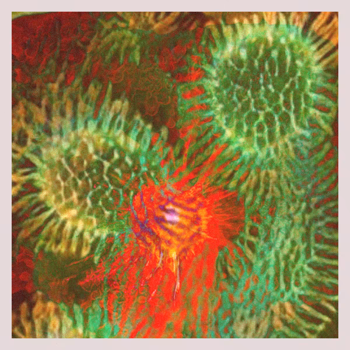 orGANics #48