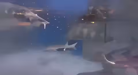 Shark