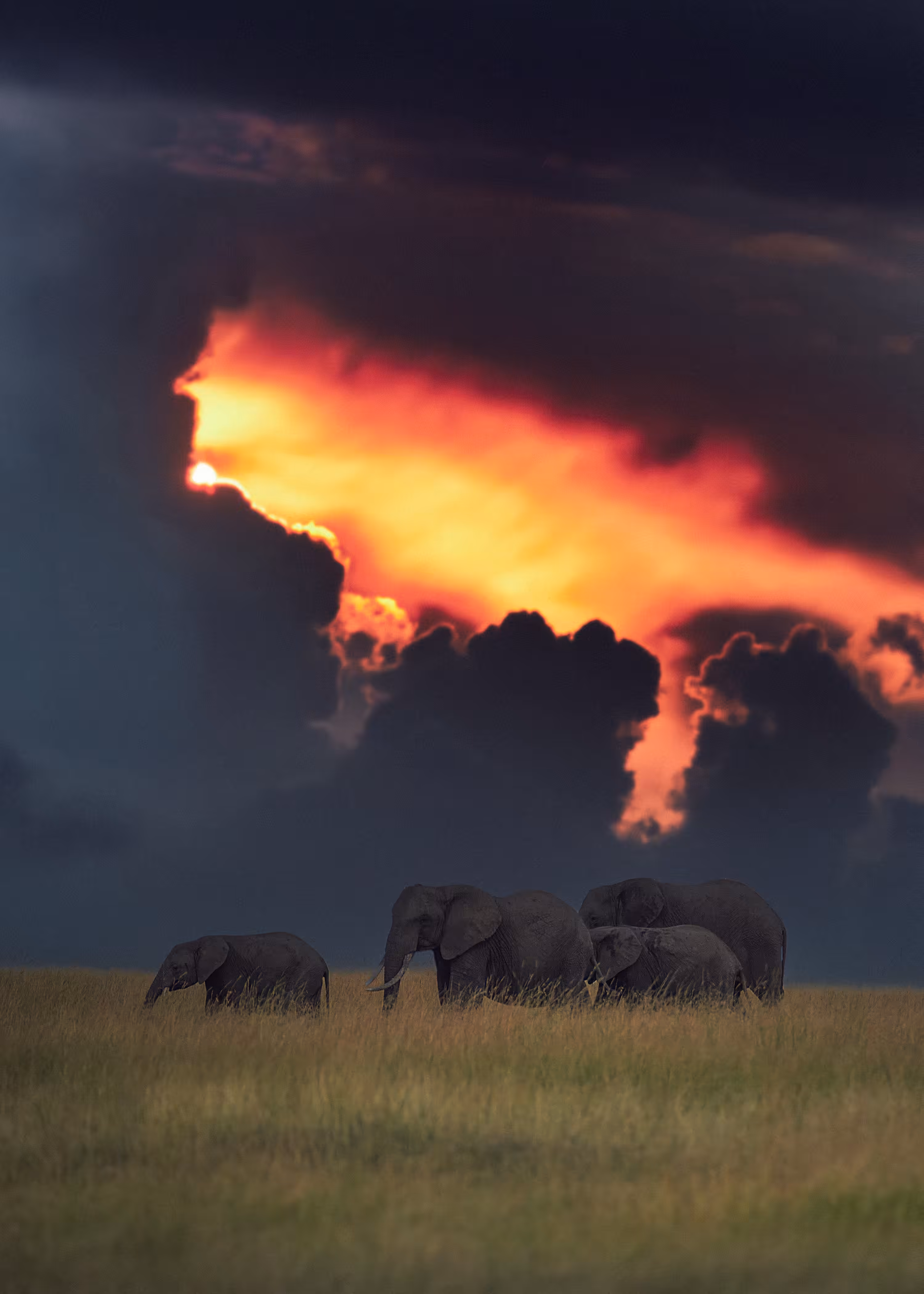 An evening in Maasai Maara 🐘🐘🐘