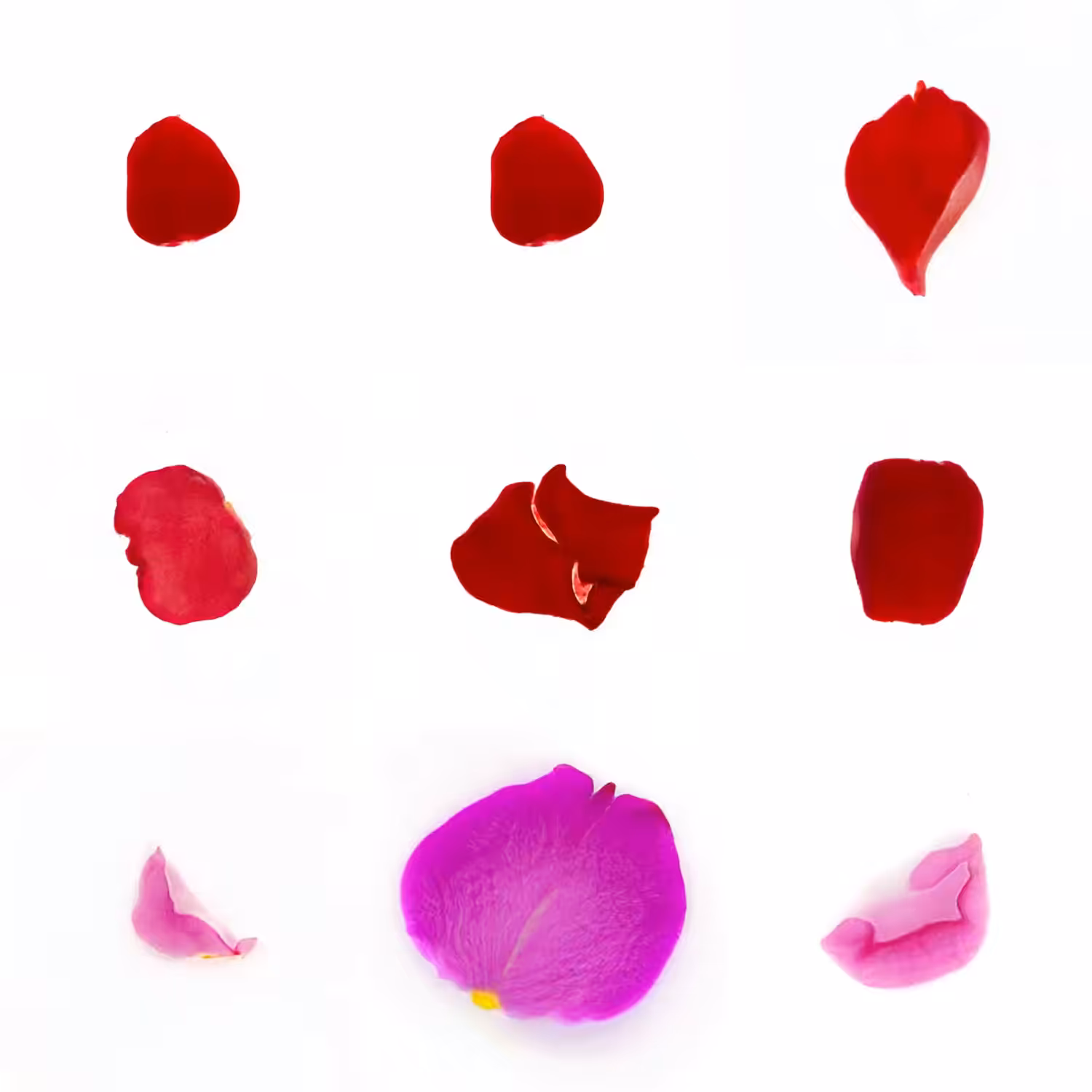 Infinite Petals 3x3#3539