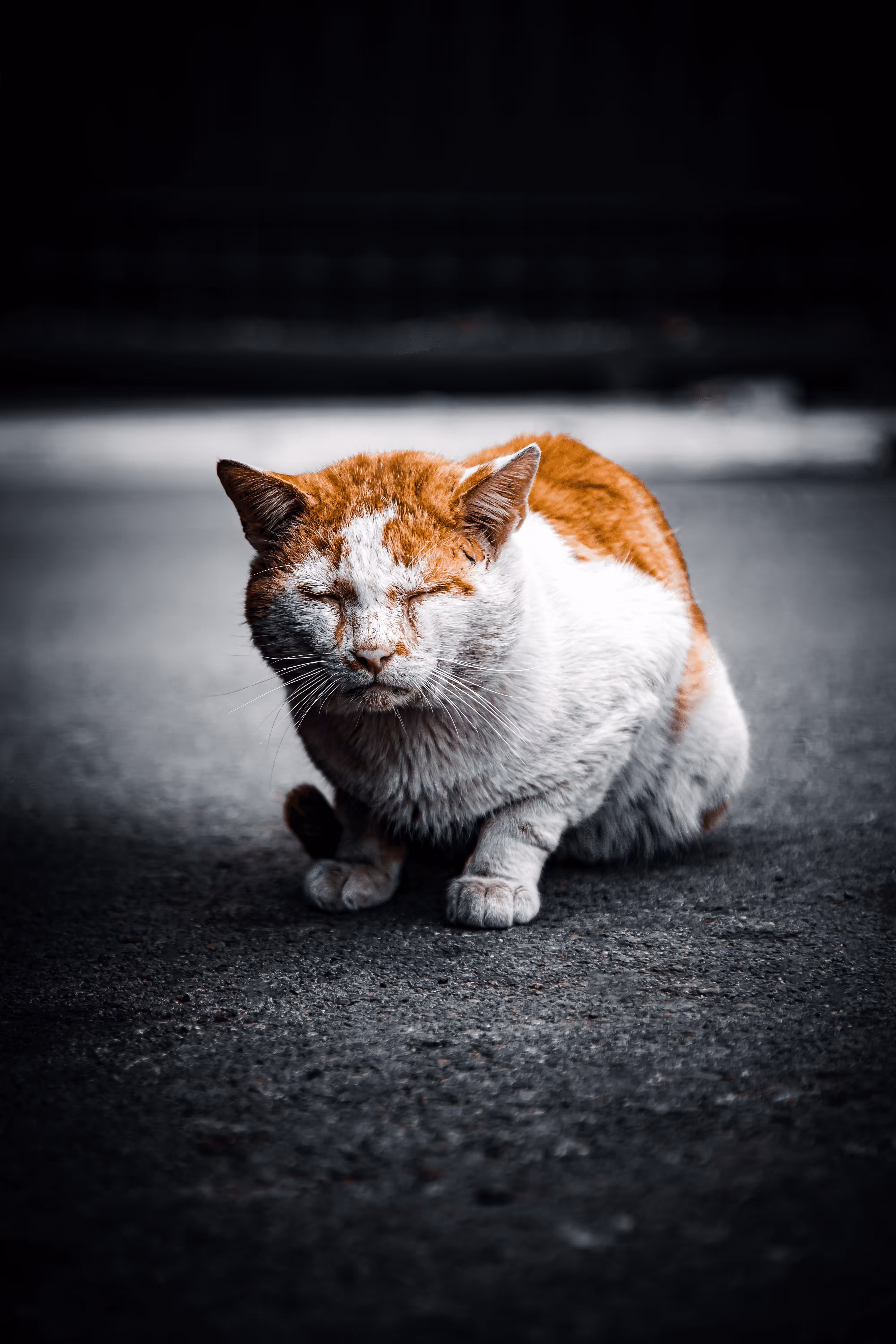 LoneCat #08 Varys