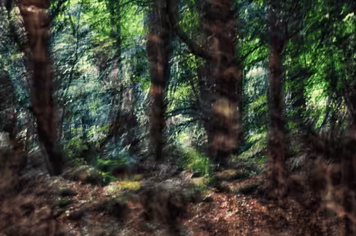 Wilder Woods