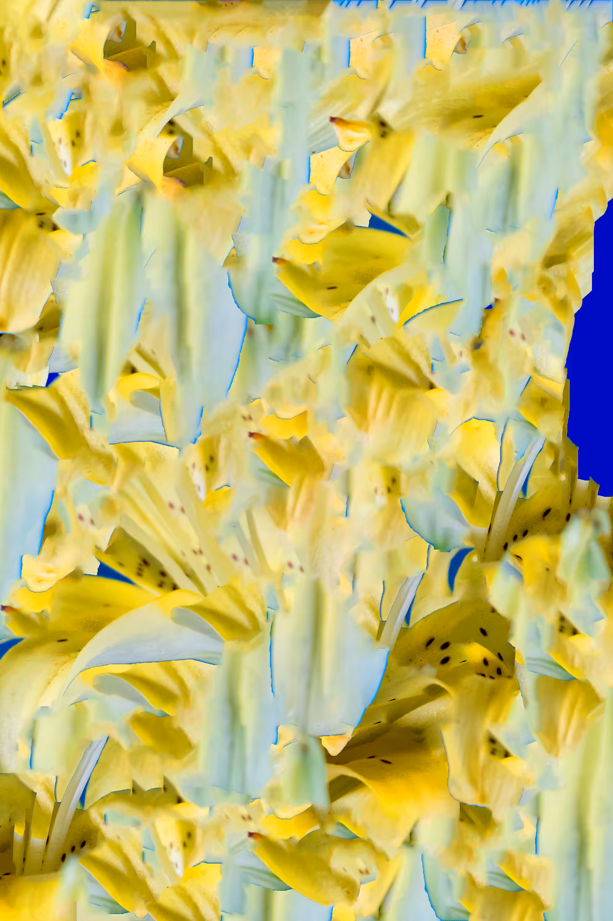 Yellow Lillies (Approximate Correspondence)