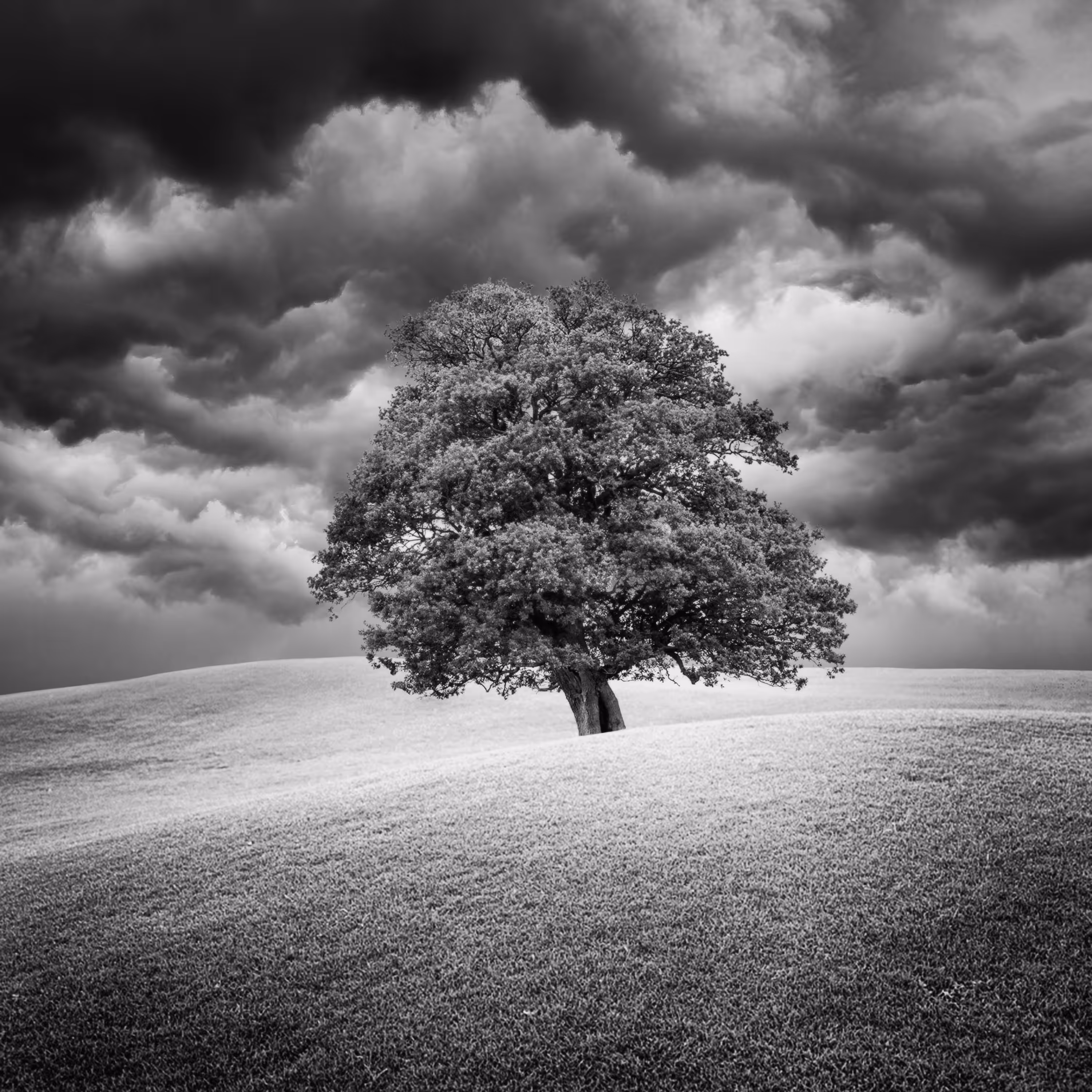 Magic Tree
