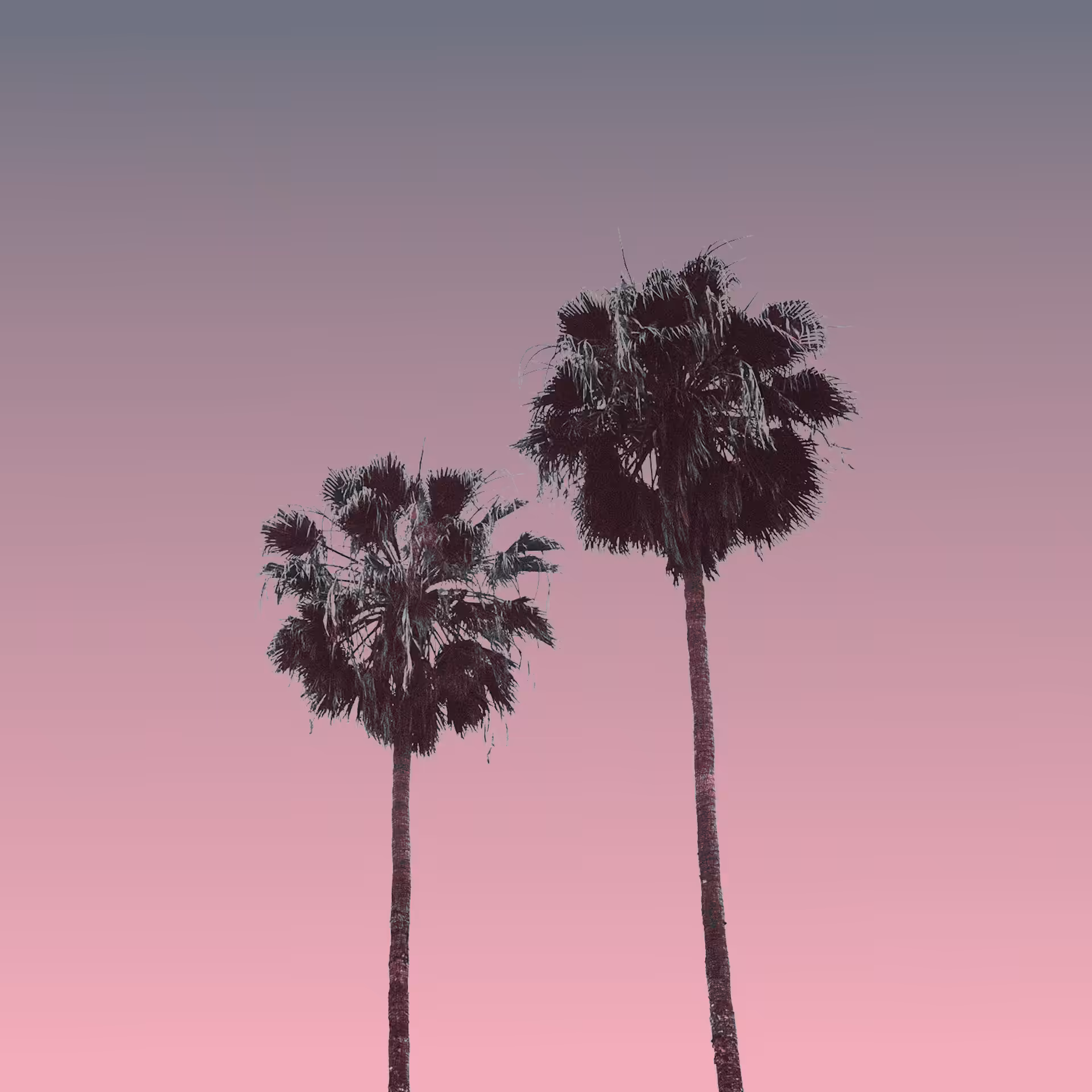 The.pink.hood LA