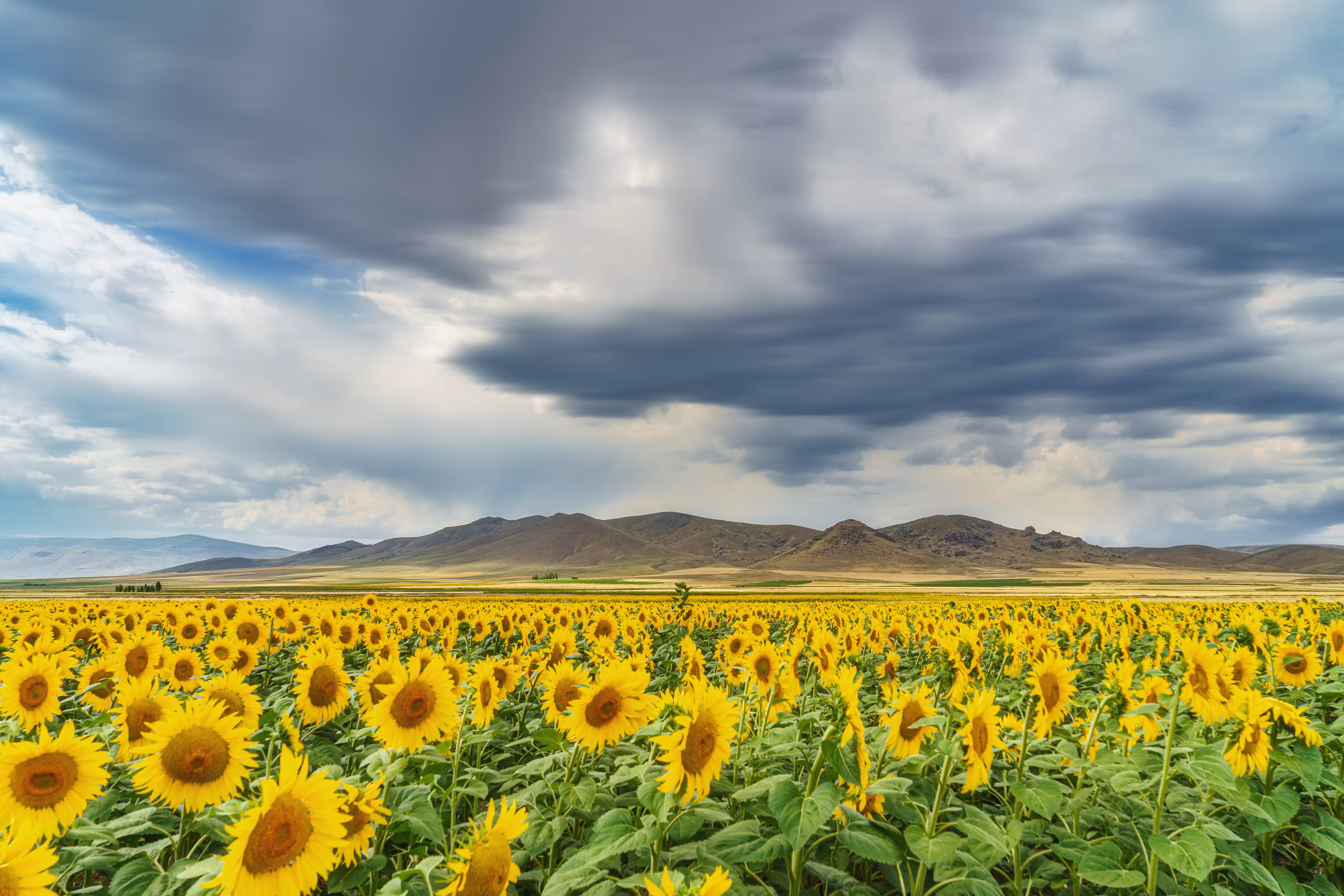 Flower Heaven