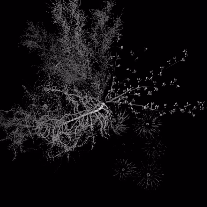 Botanical Ghosts #354