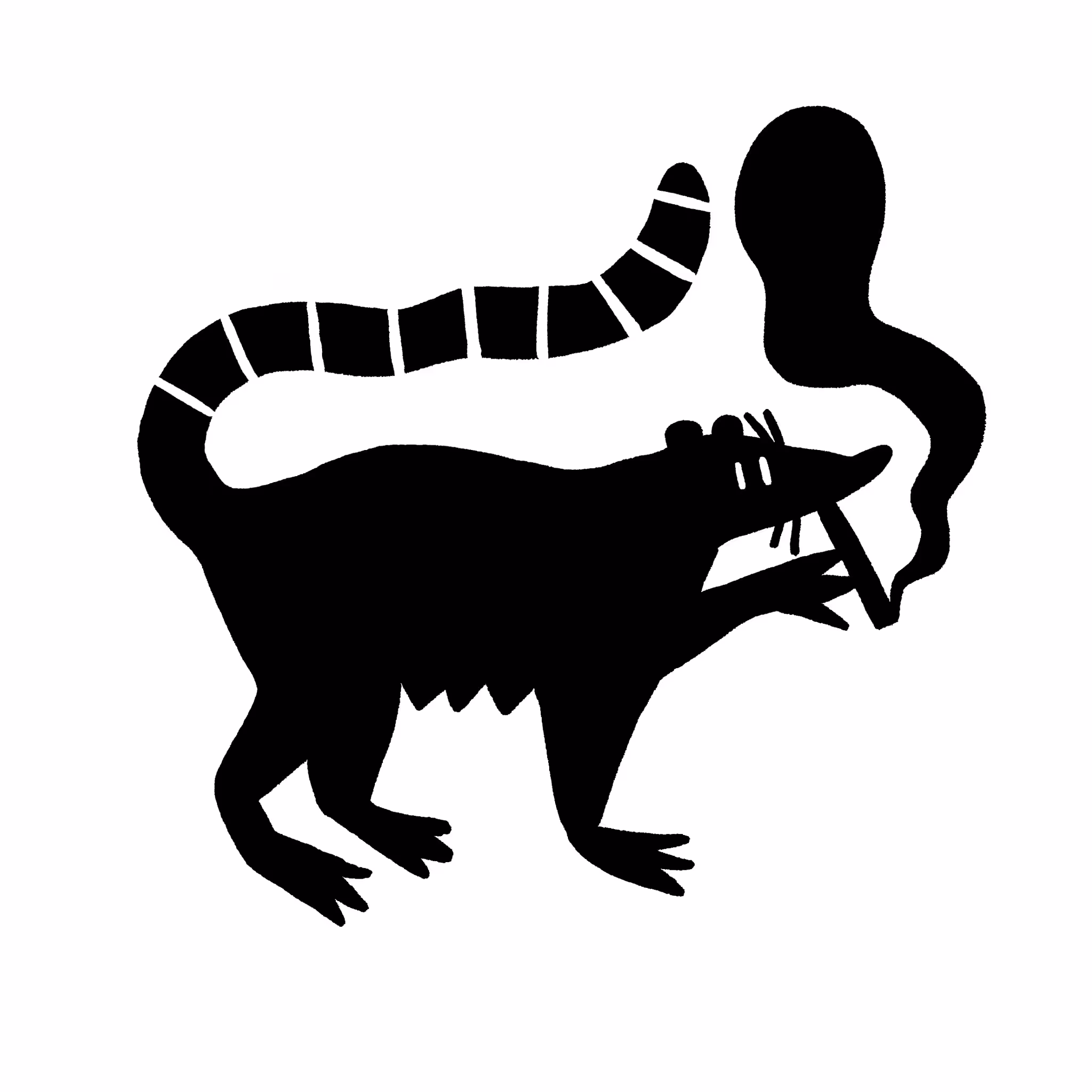 Smoking Coati
