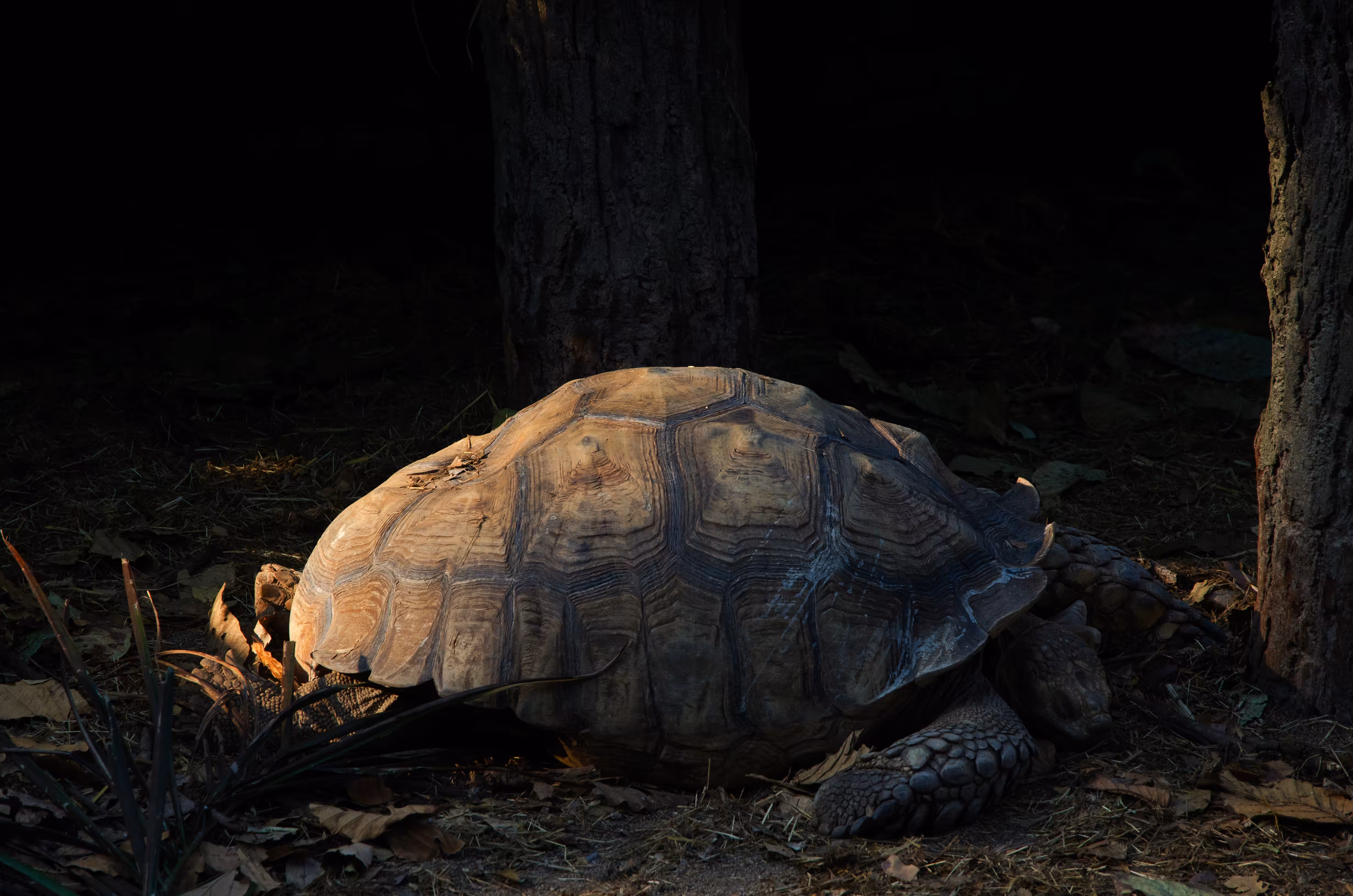 The zoo, 11 sleepy turtle