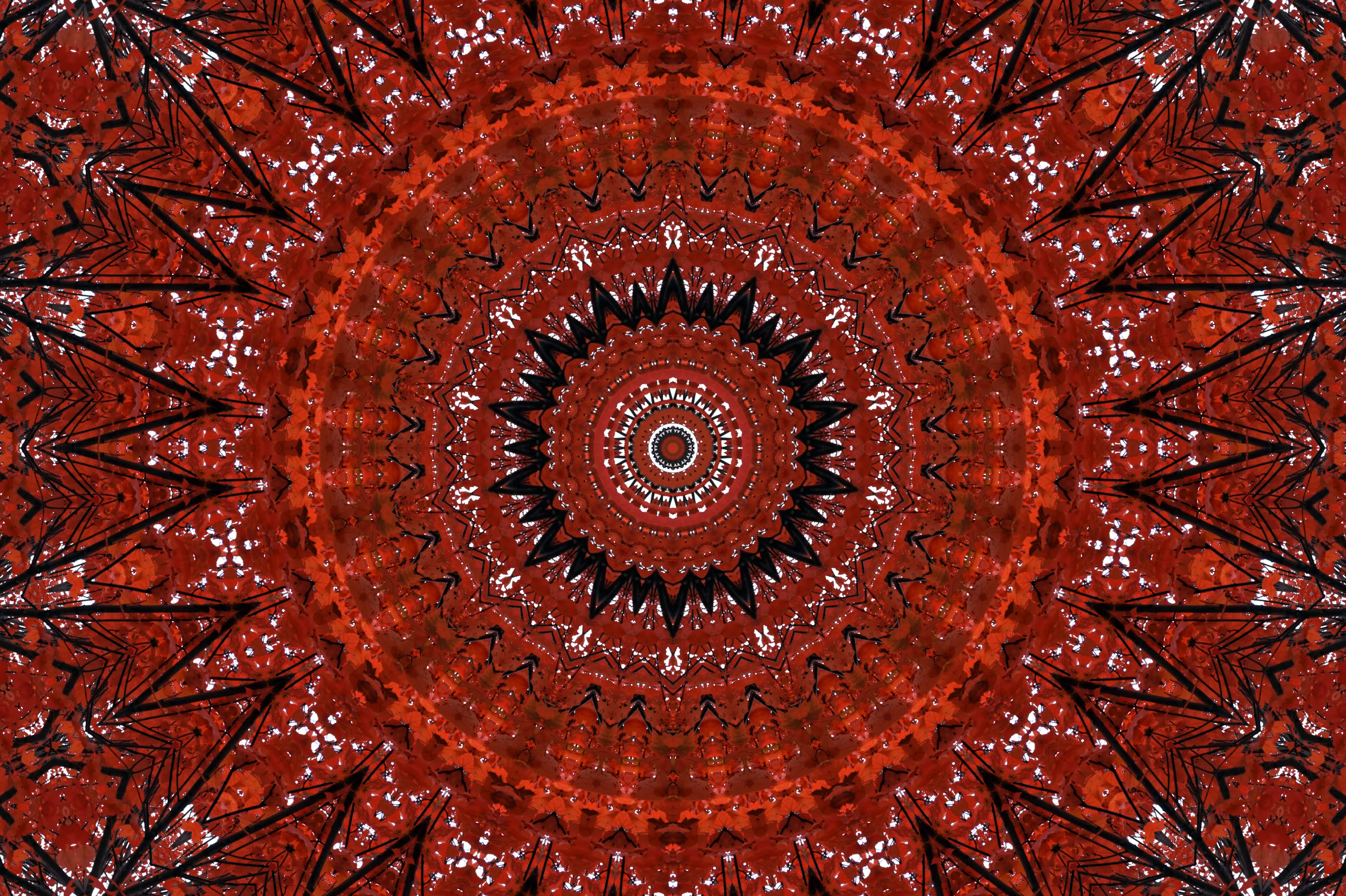 Life Force