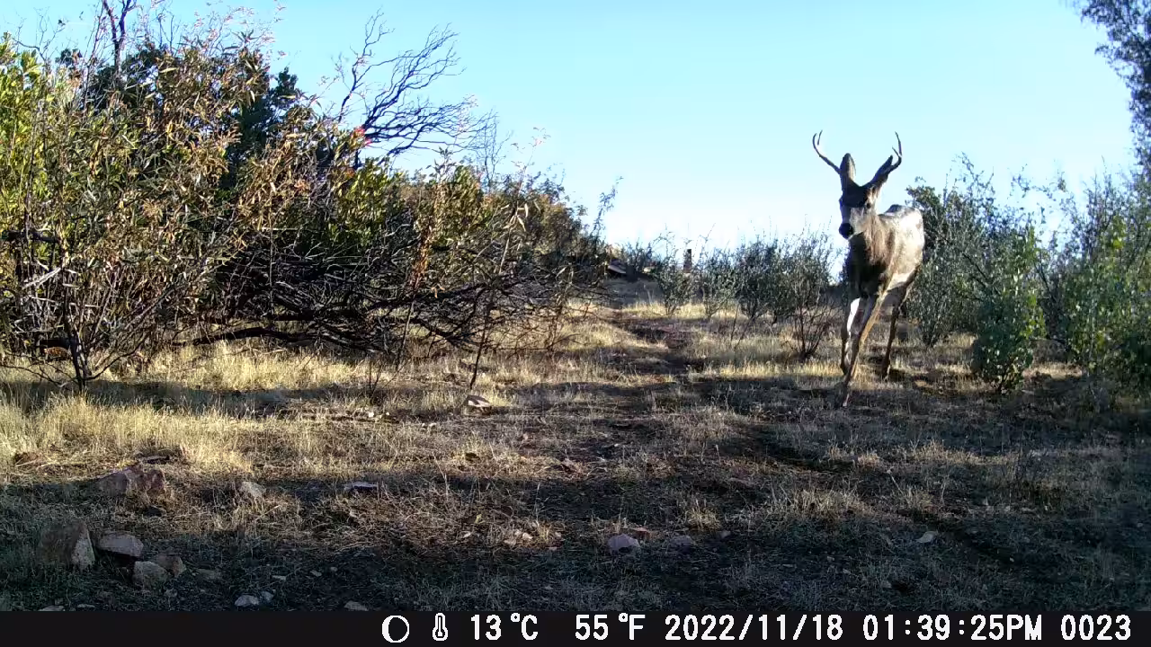 BUCK GETS SPOOKED