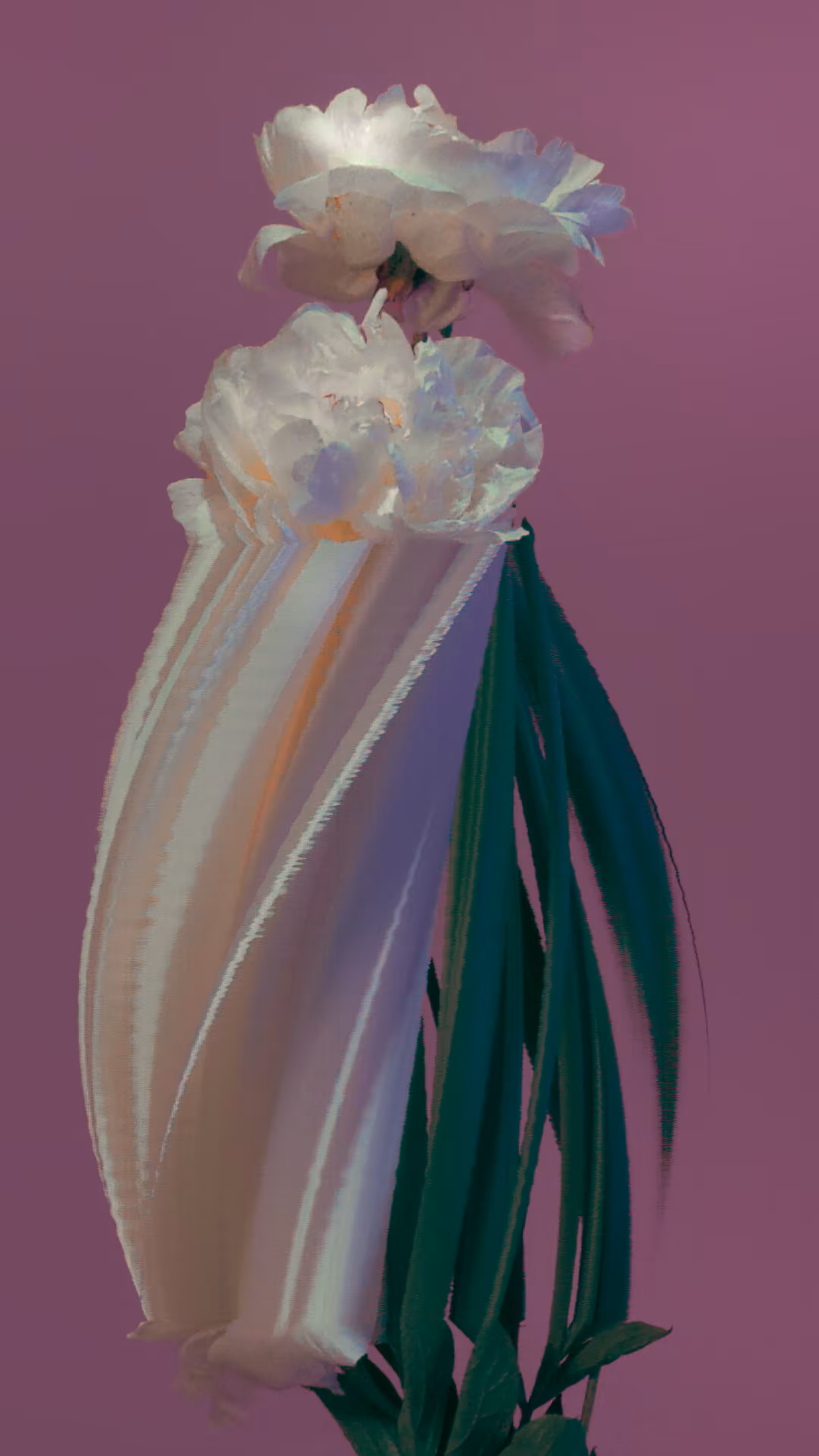 Peony, still
