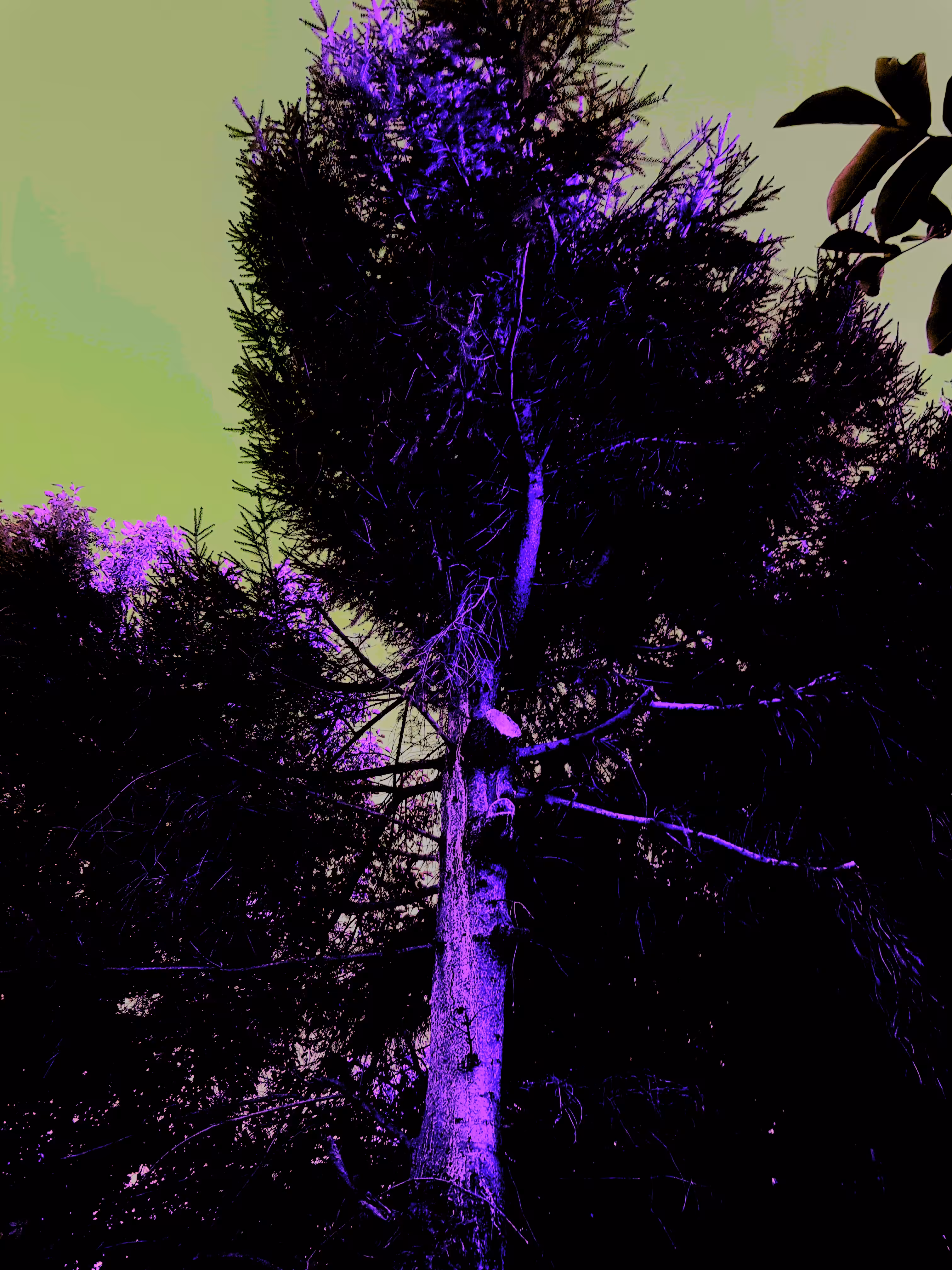 Random tree #0