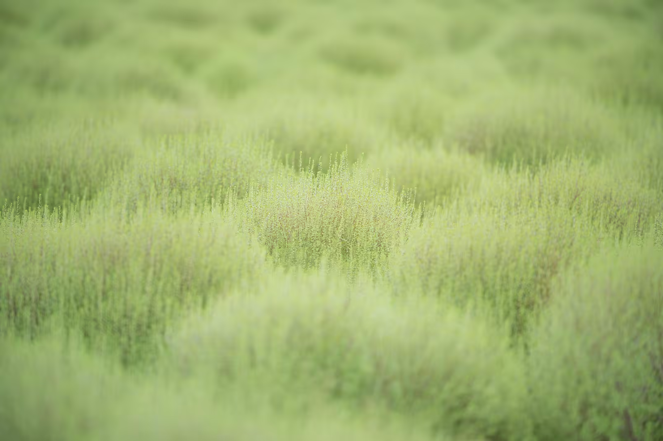 Summer cypress#17
