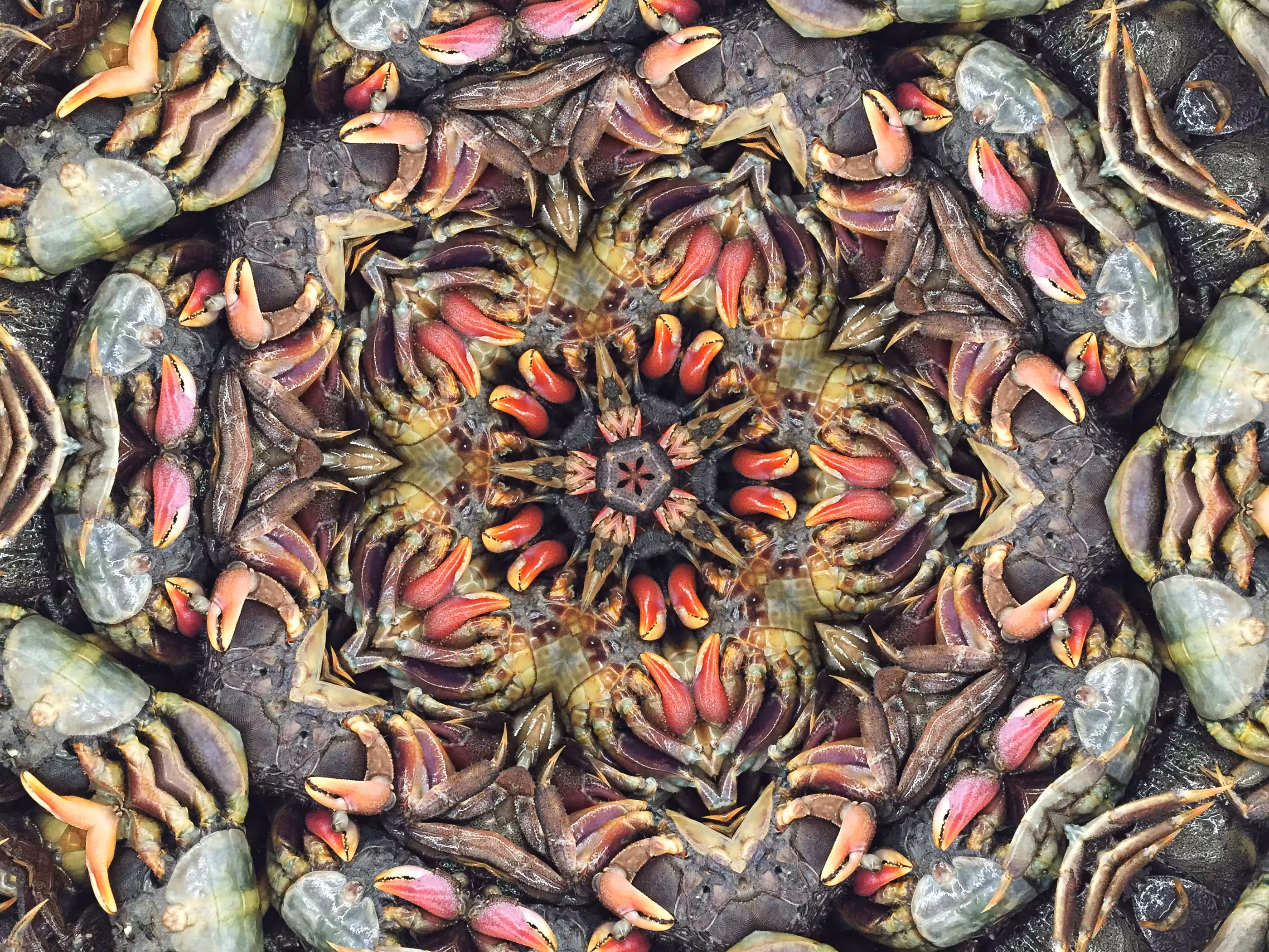 Crabs #1