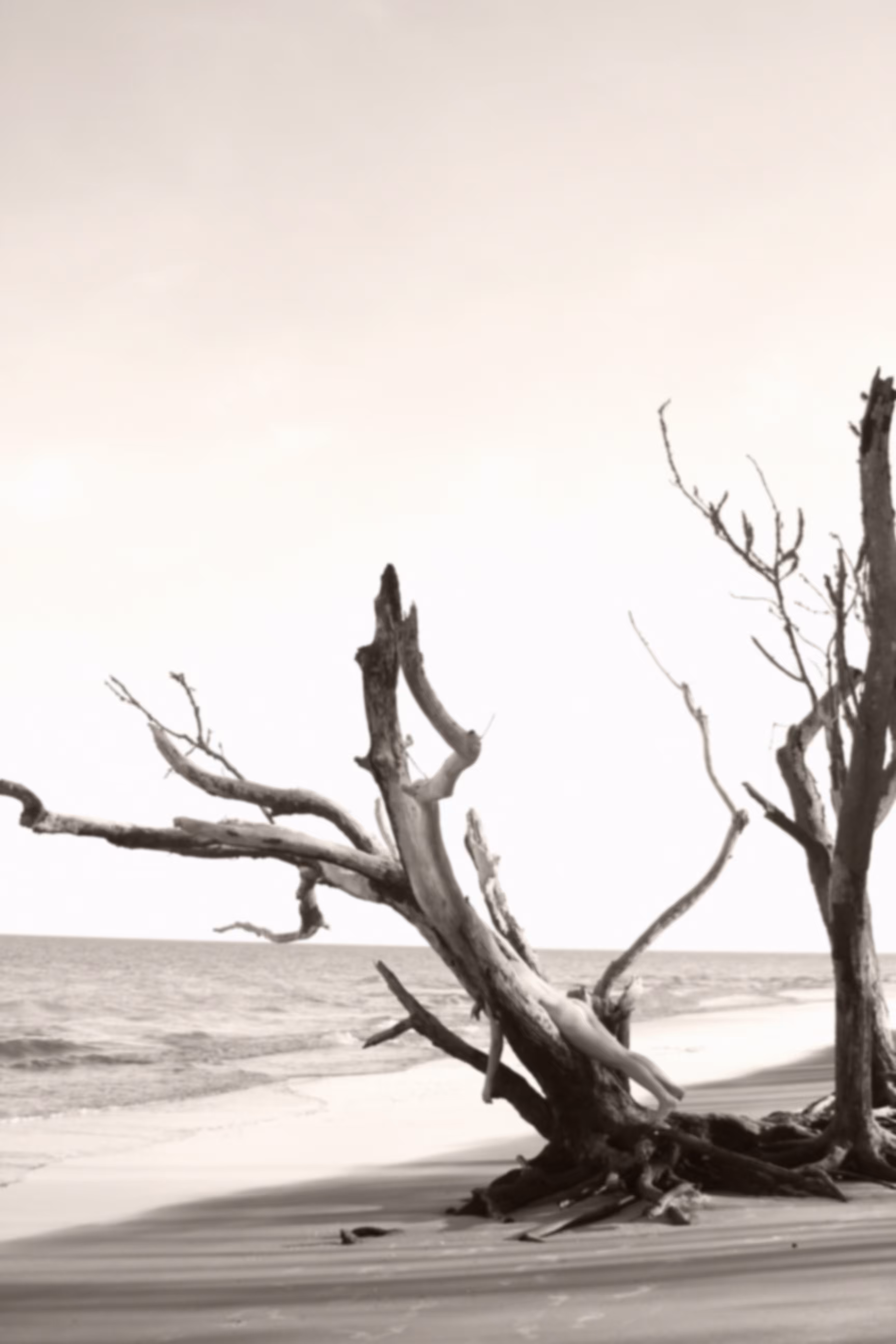 memory of the trees 3