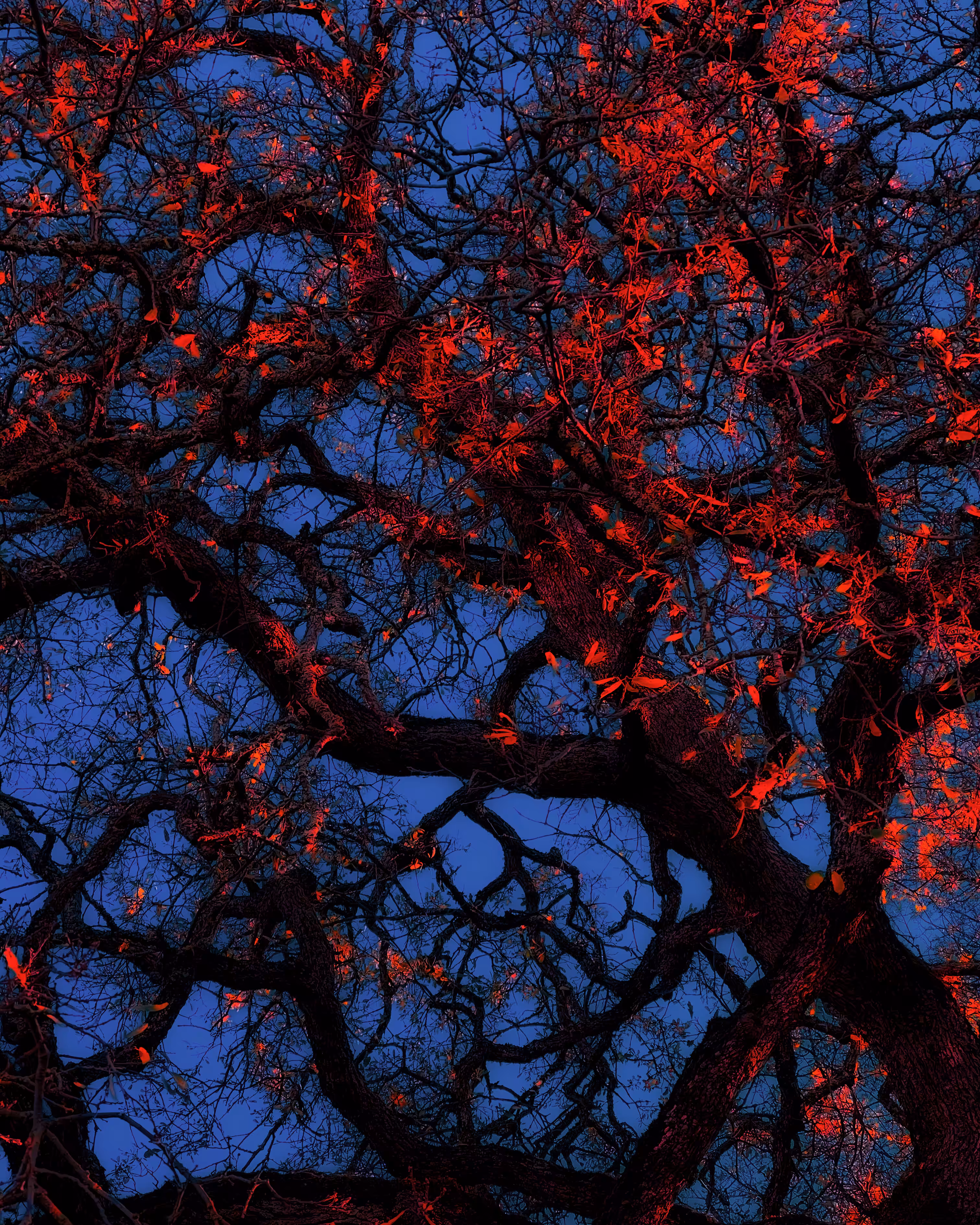 Oakglow - Nature Vein Series