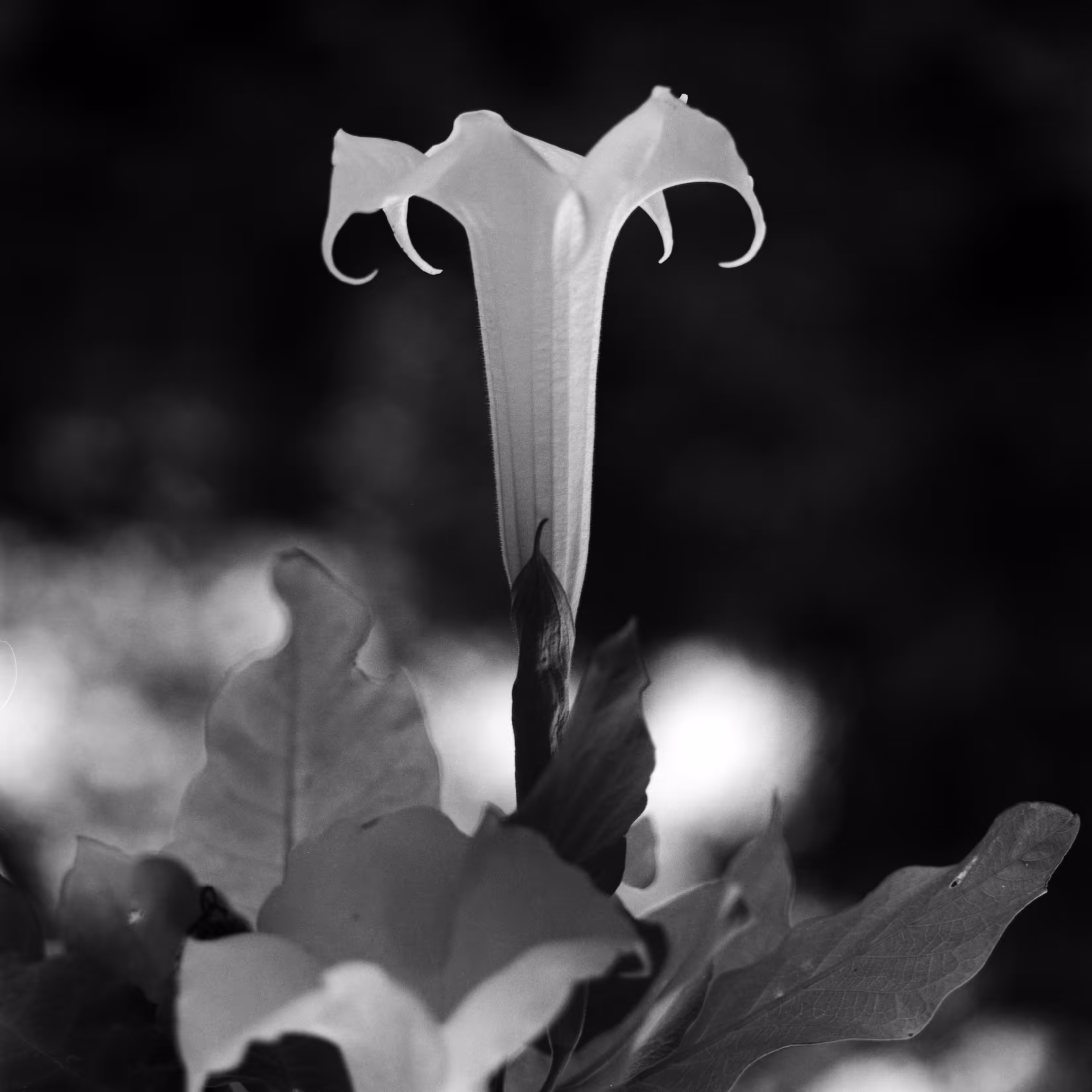 Sacred Bell