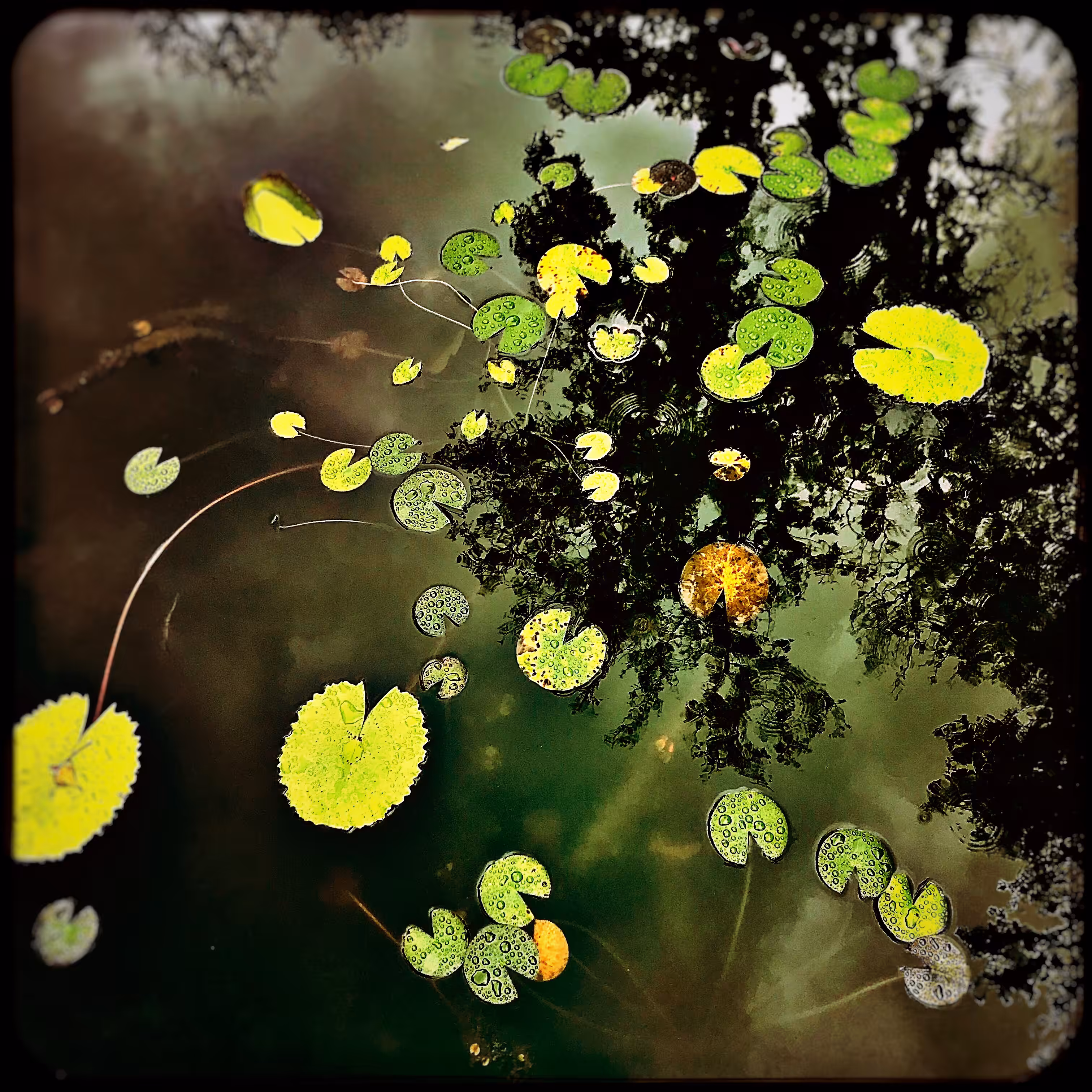 Water Lily Leaves