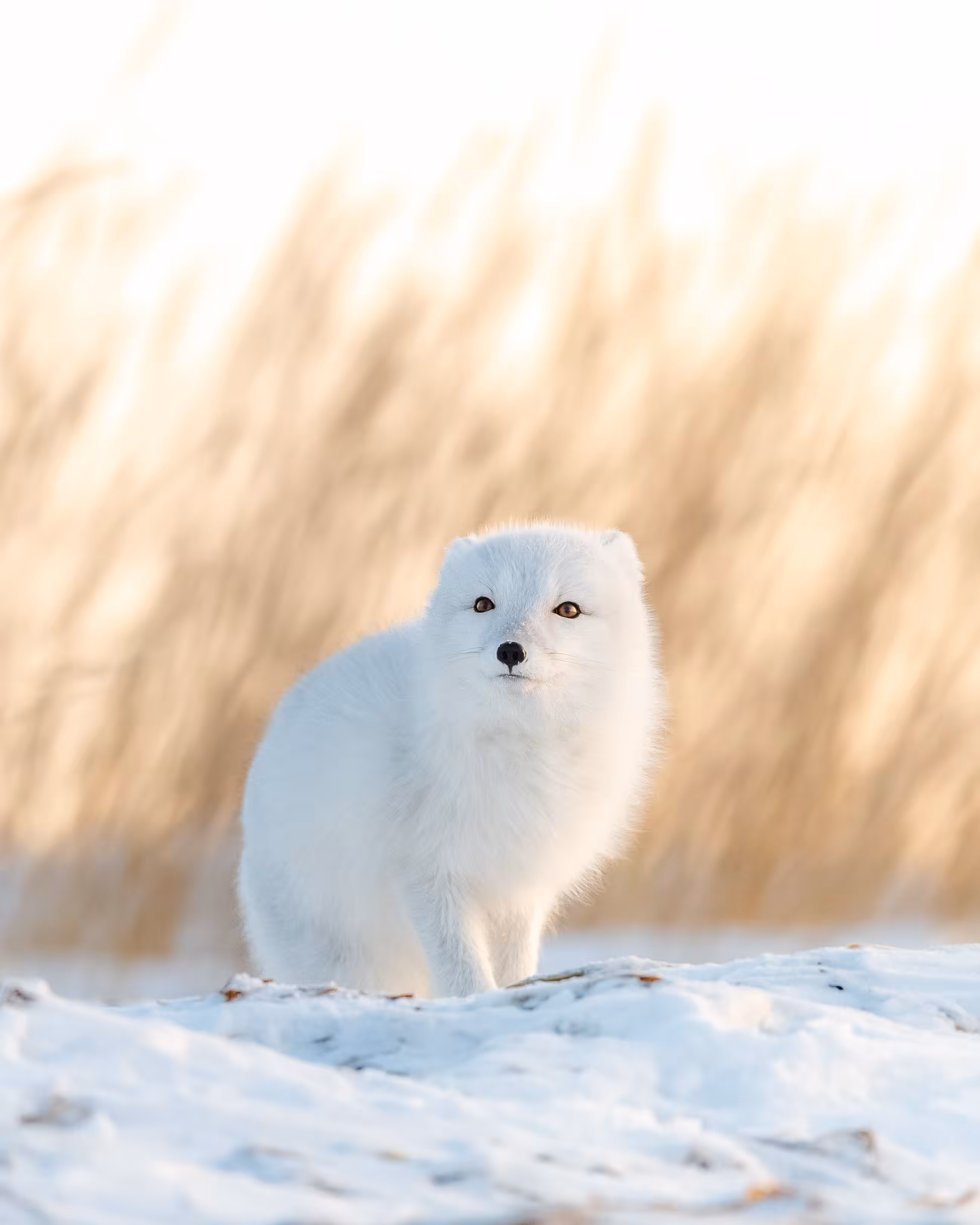 White Gold