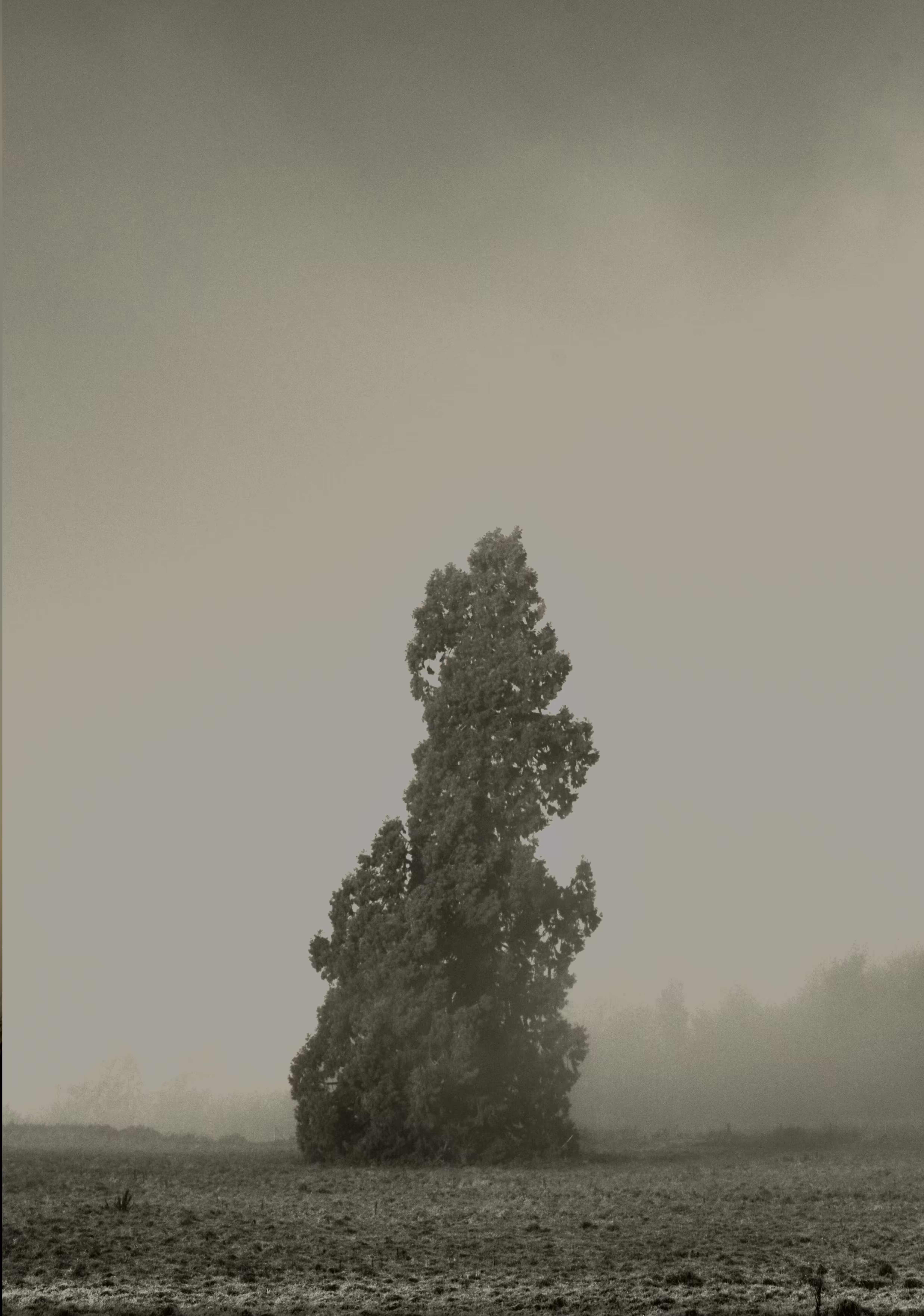 The Forest Optimist 2