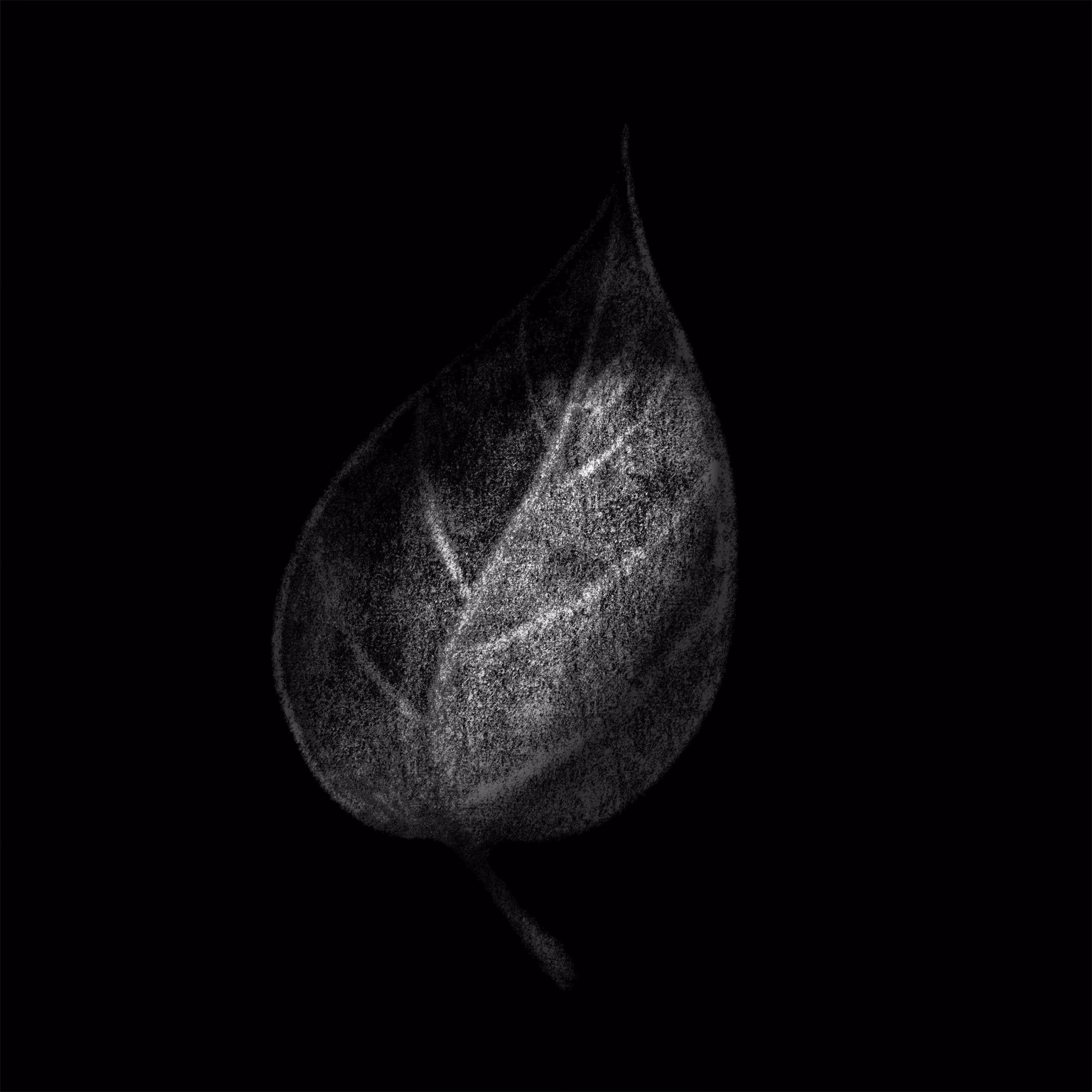 leaf in the dark