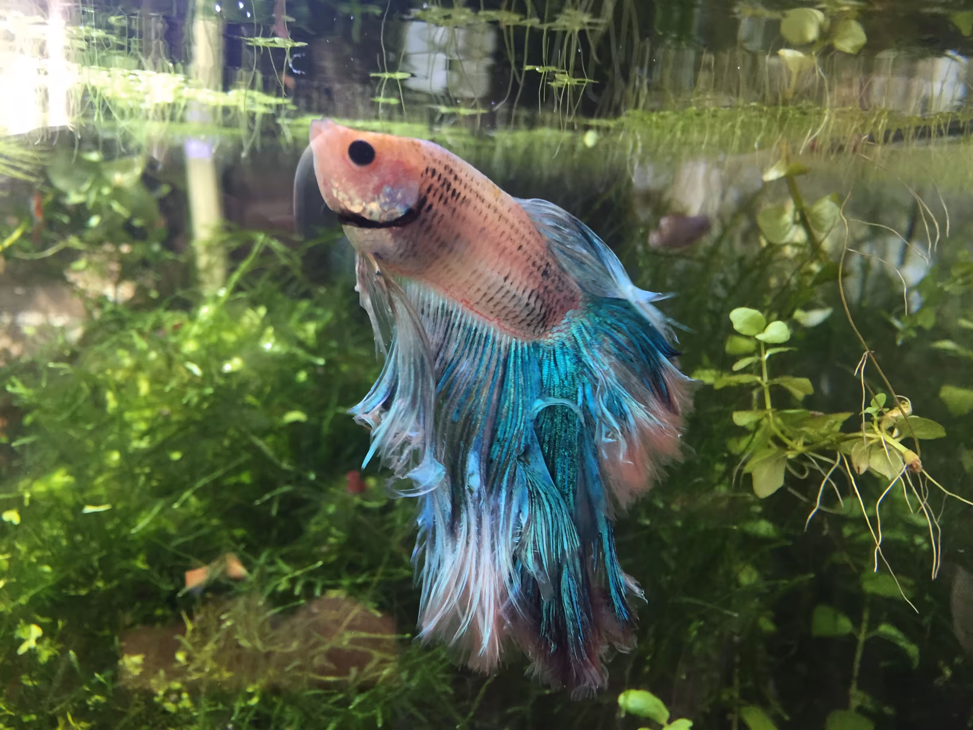 Milo