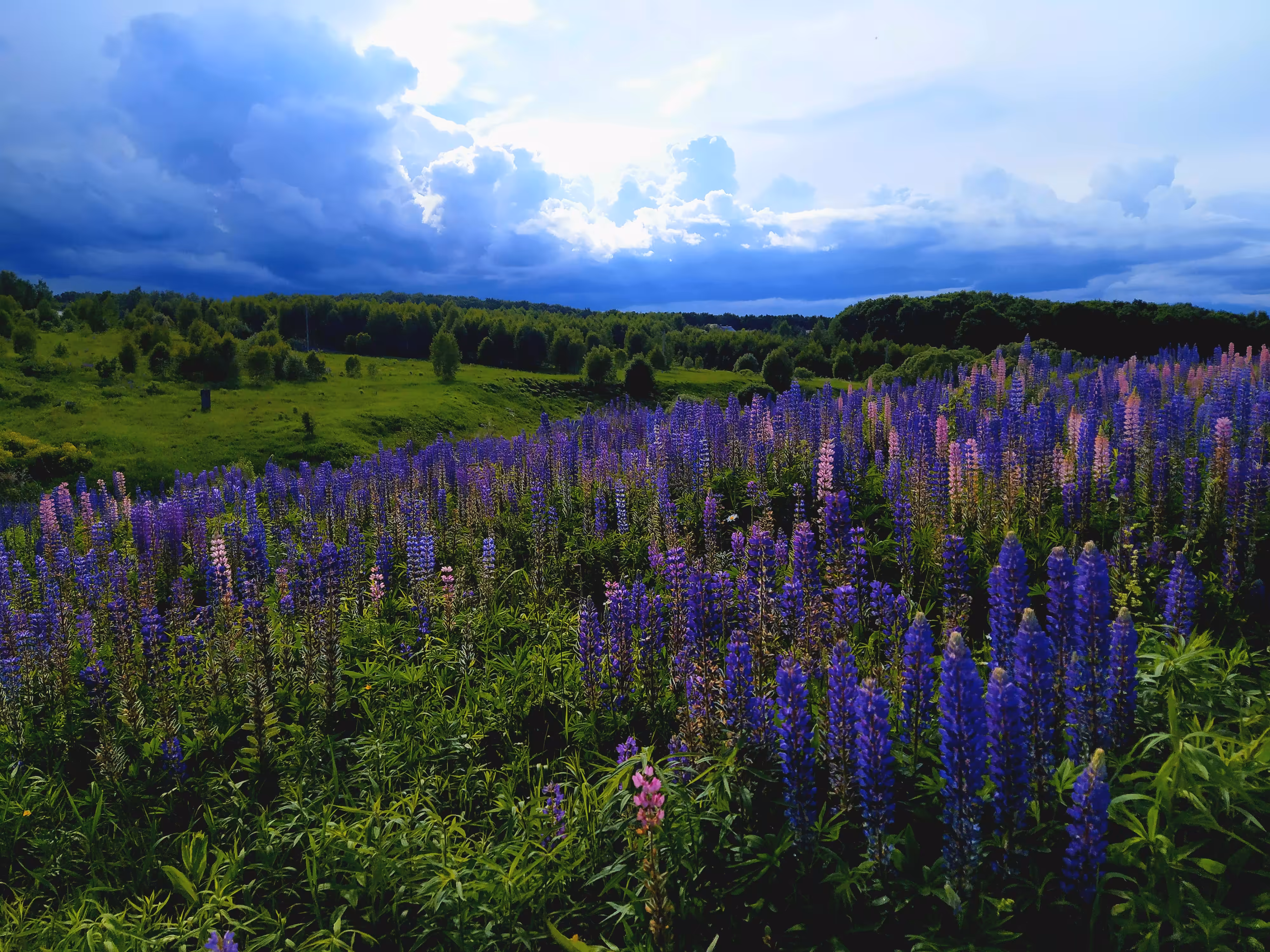 Violet field