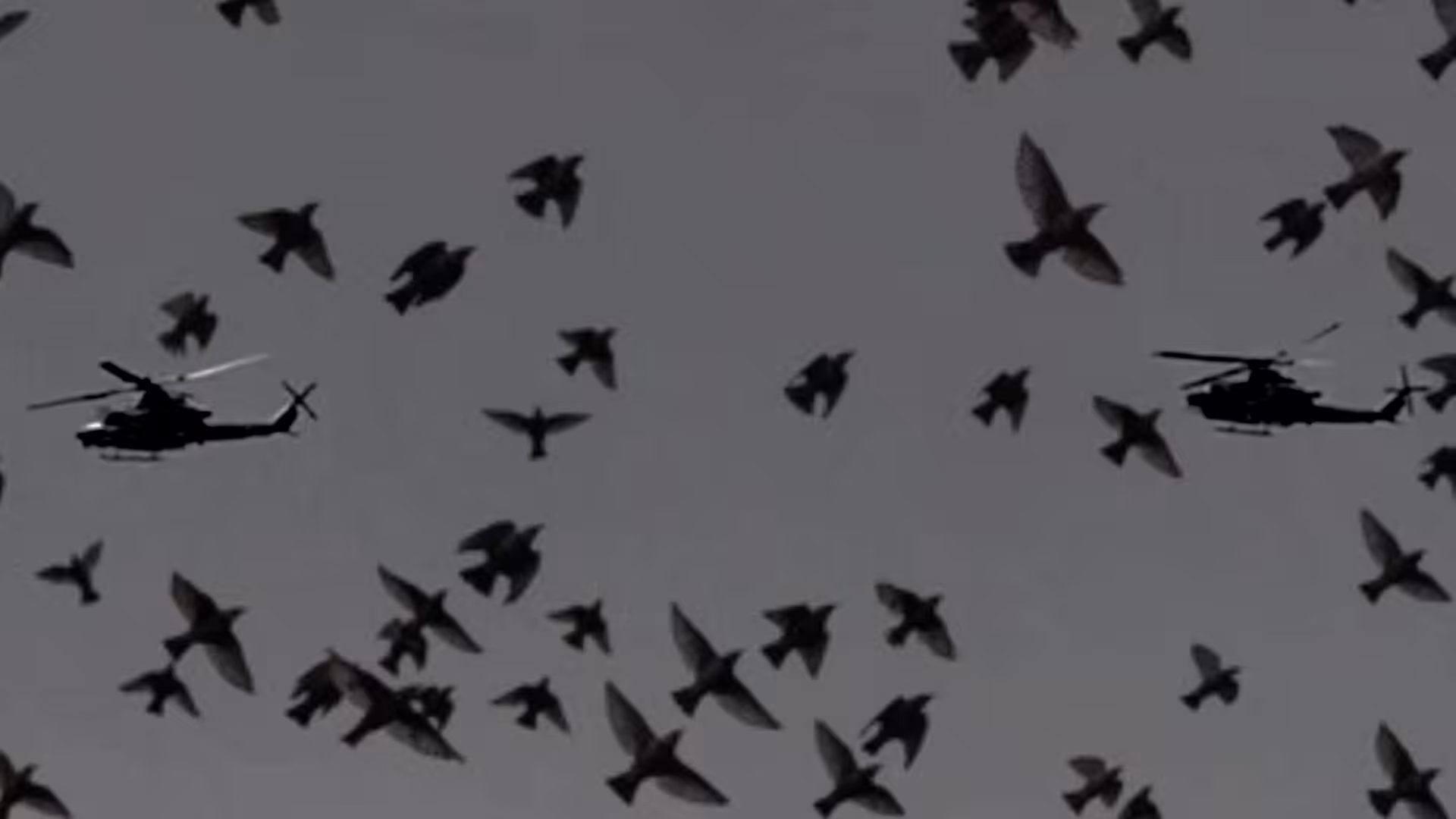 Birds II
