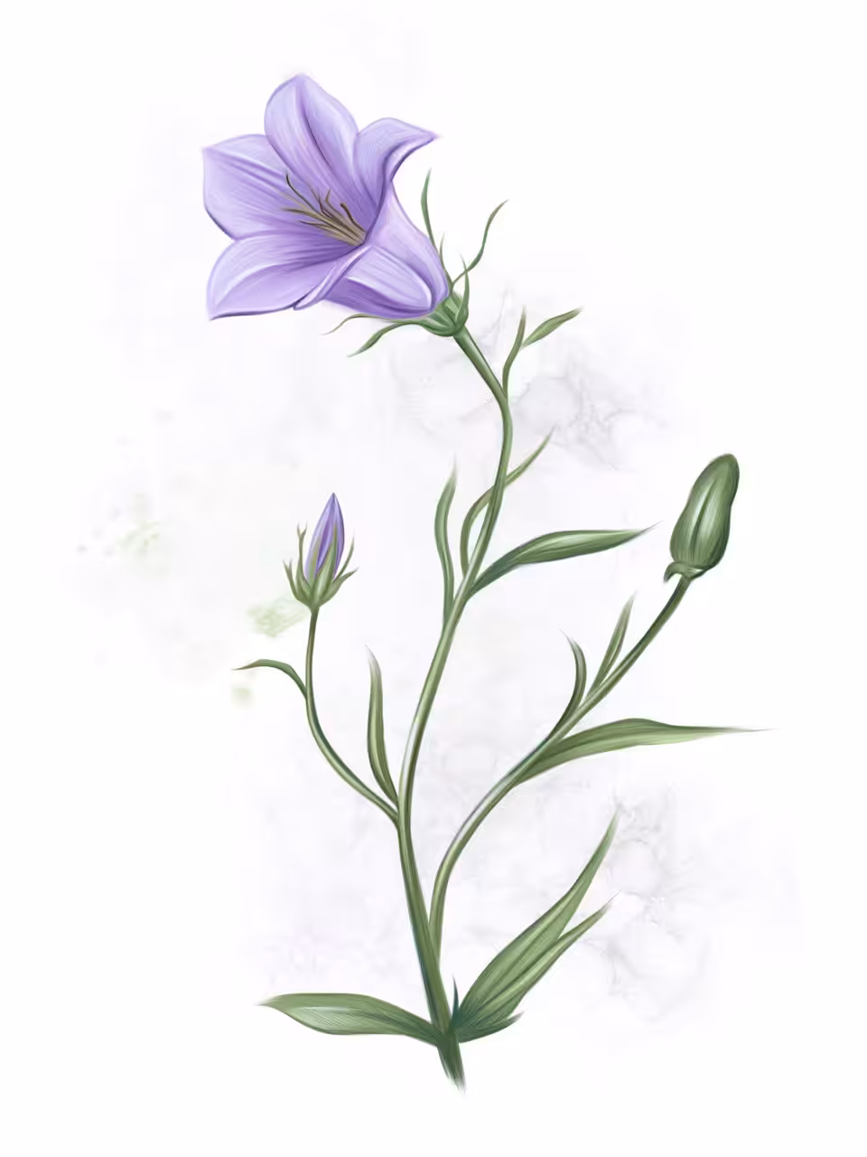 Purple Tenderness