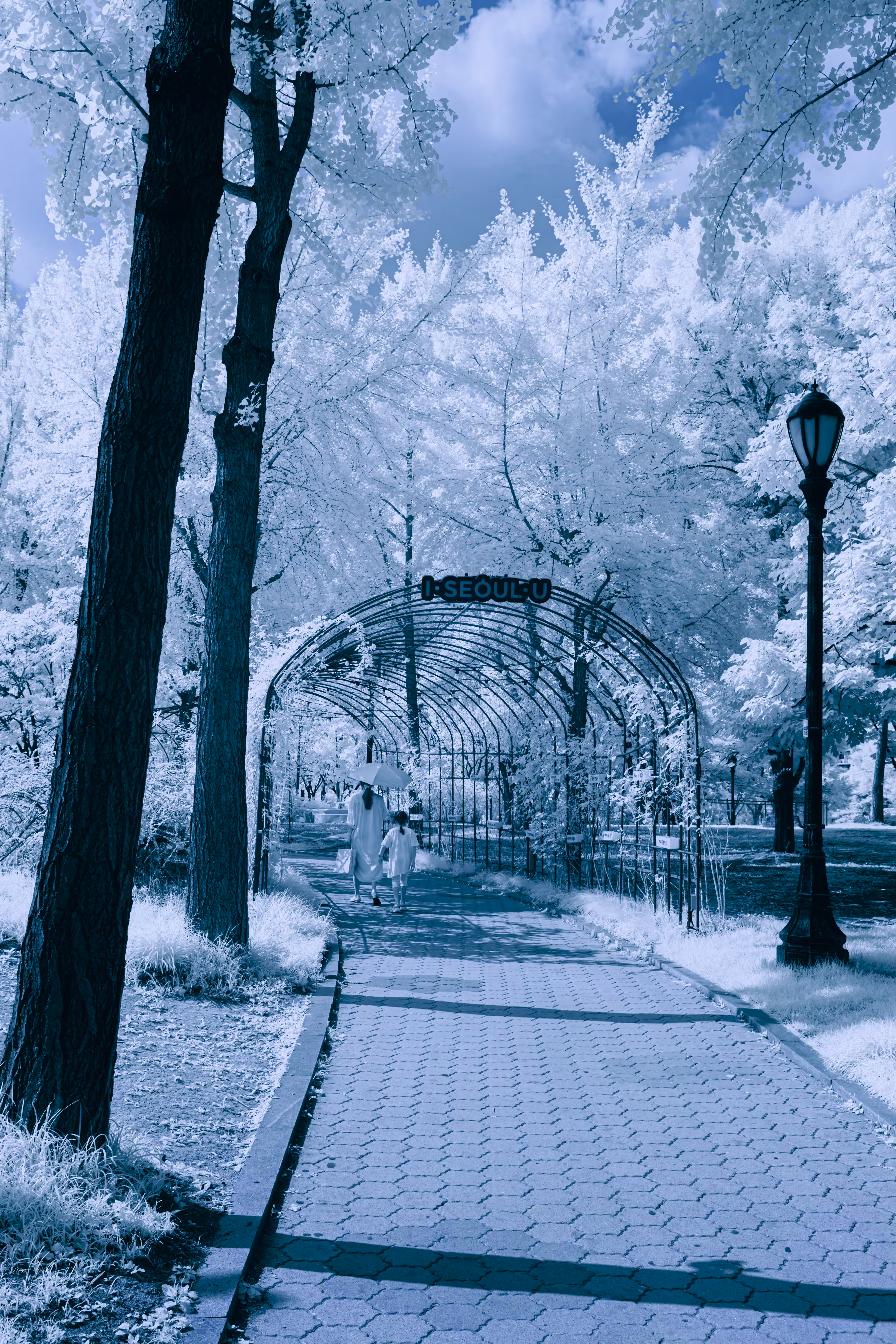 Enchanted Archway